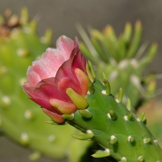 Опунция Субулата (Opuntia Subulata) D5см