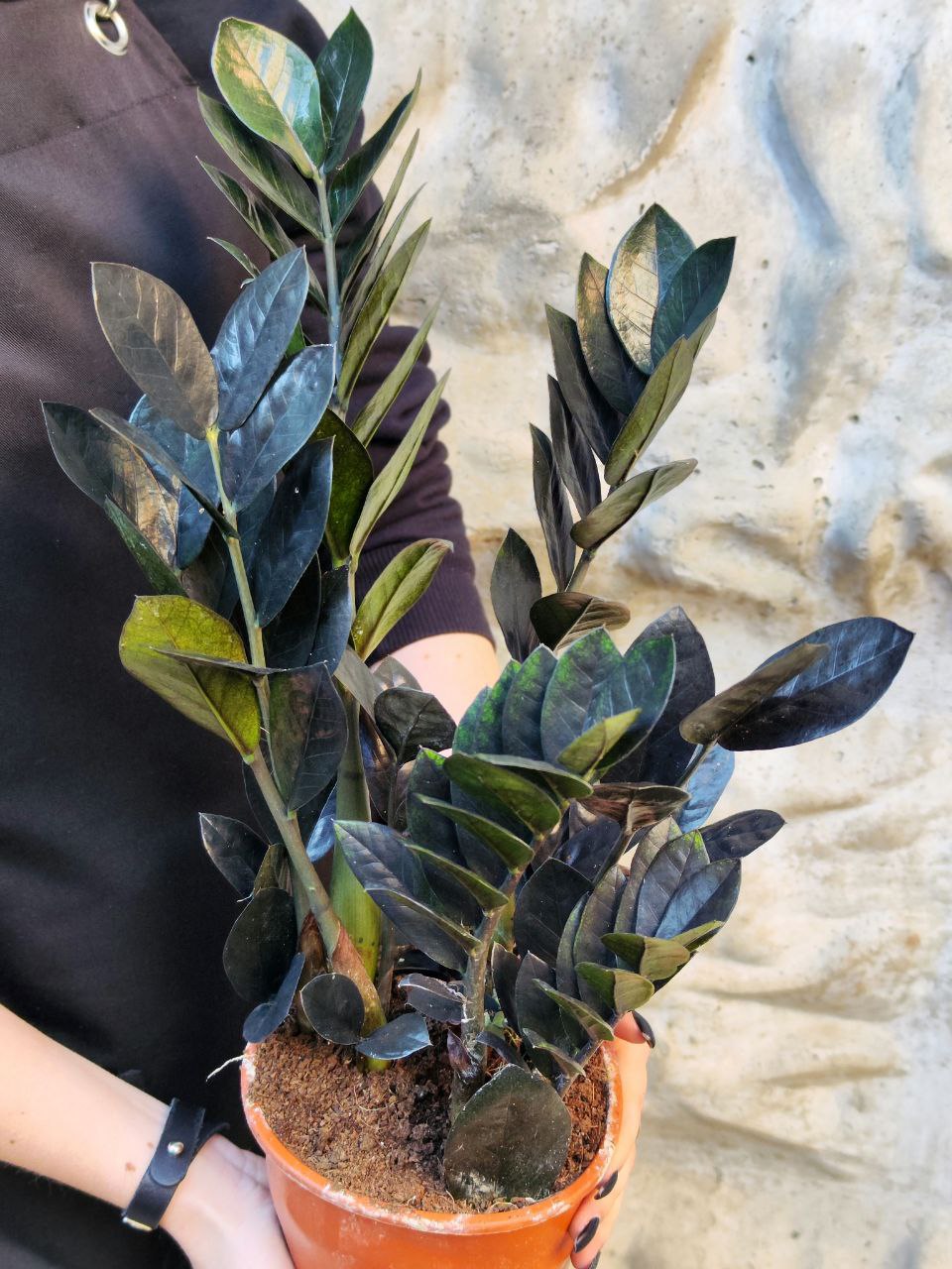 Замиокулькас Равен (Zamioculcas Raven) D14см