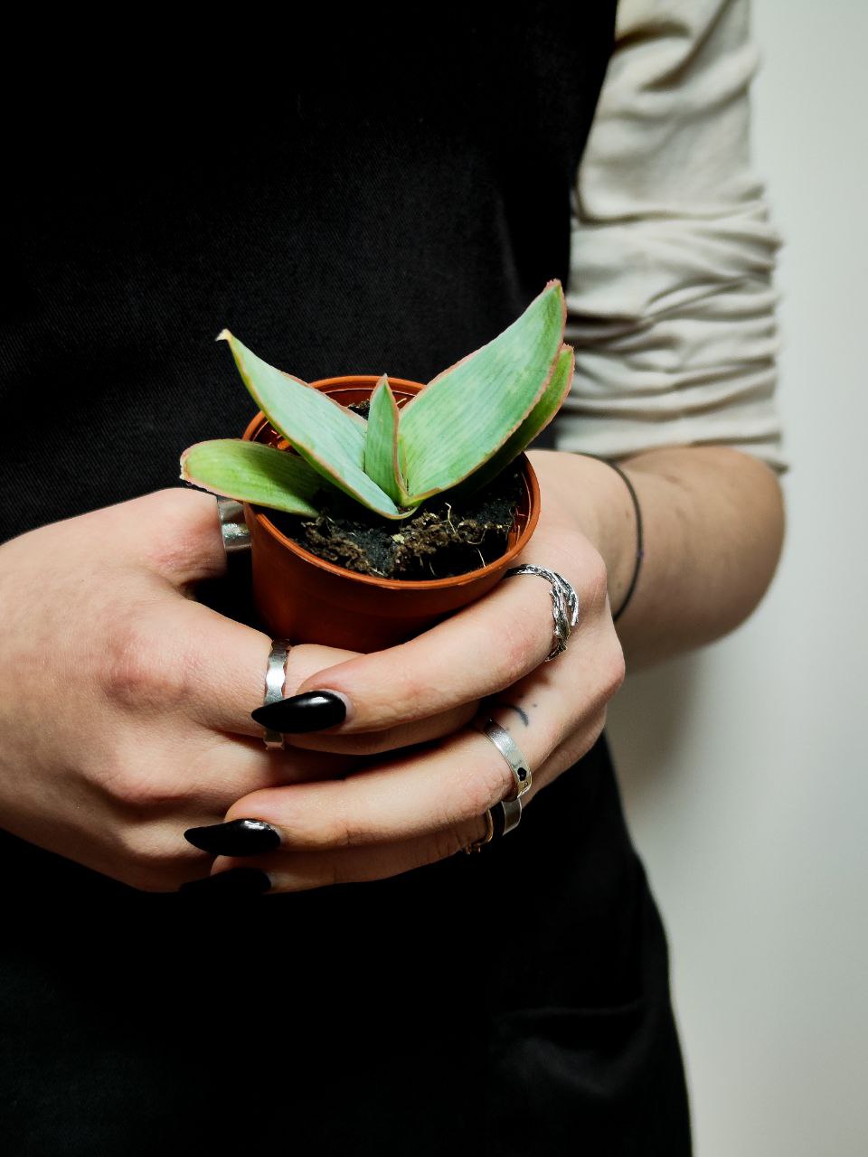 Алоэ Стриата (Aloe Striata) D5см