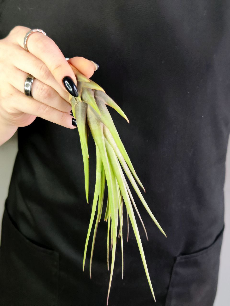 Тилландсия Меланократер Ред (Tillandsia Melanocrater Red)