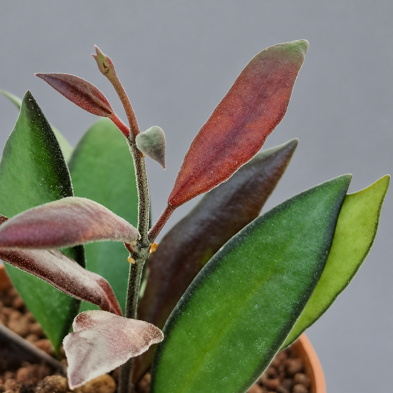 Хойя Розита Ред Марун (Hoya Rosita Red Maroon) D6см