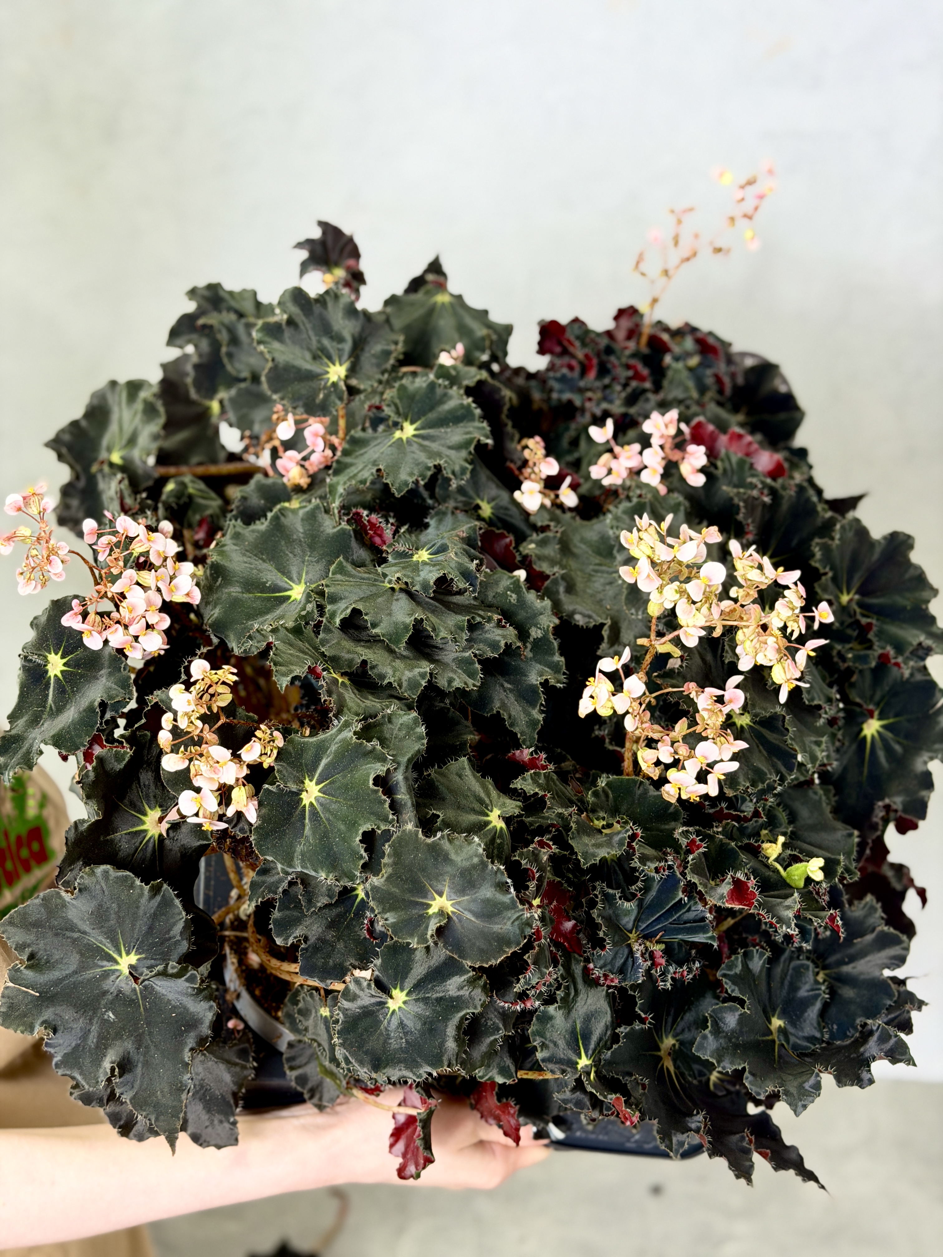Бегония Черная Мамба (Begonia Rex Dark Mambo) D12см