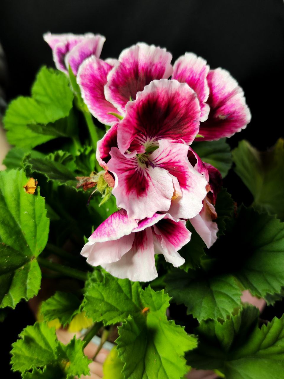 Герань, или Пеларгония Крупноцветковая (Pelargonium Grandiflorum) D12см