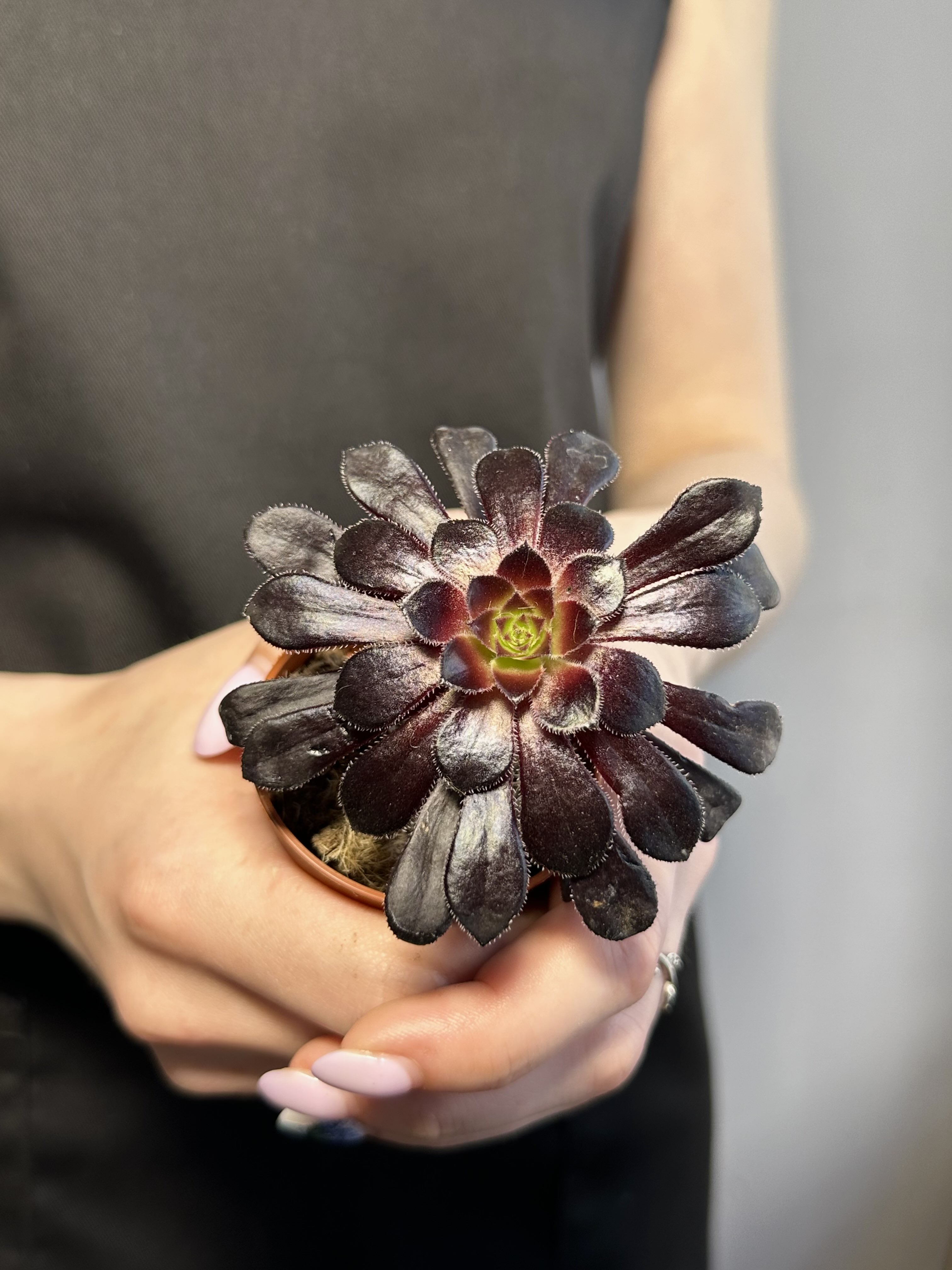 Эониум Шварцкопфа, или Черная Роза (Aeonium Schwarzkopf) D5см