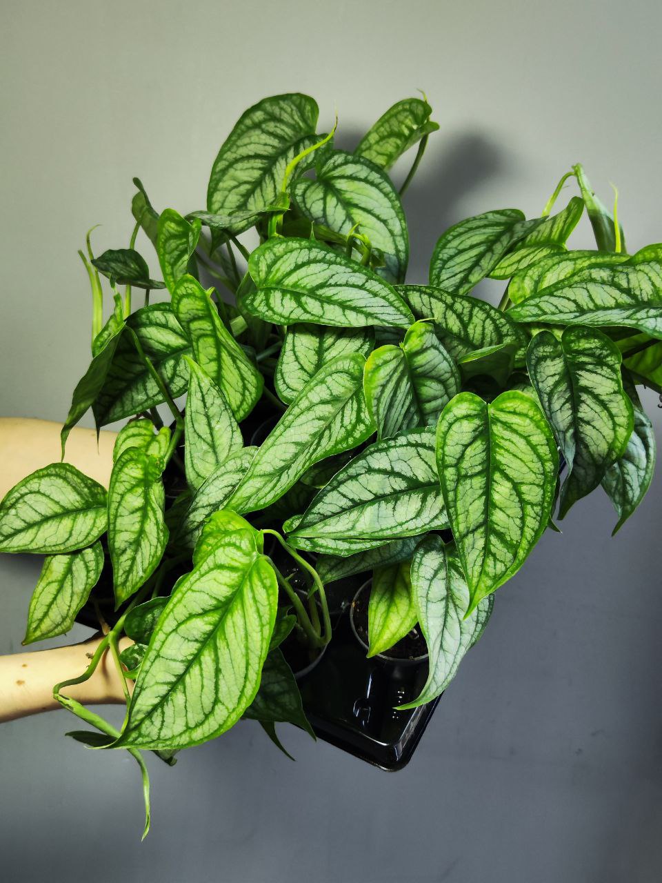 Монстера Сильтепекана, или Монстера Сальвадор (Monstera Silte pe Can) D6см