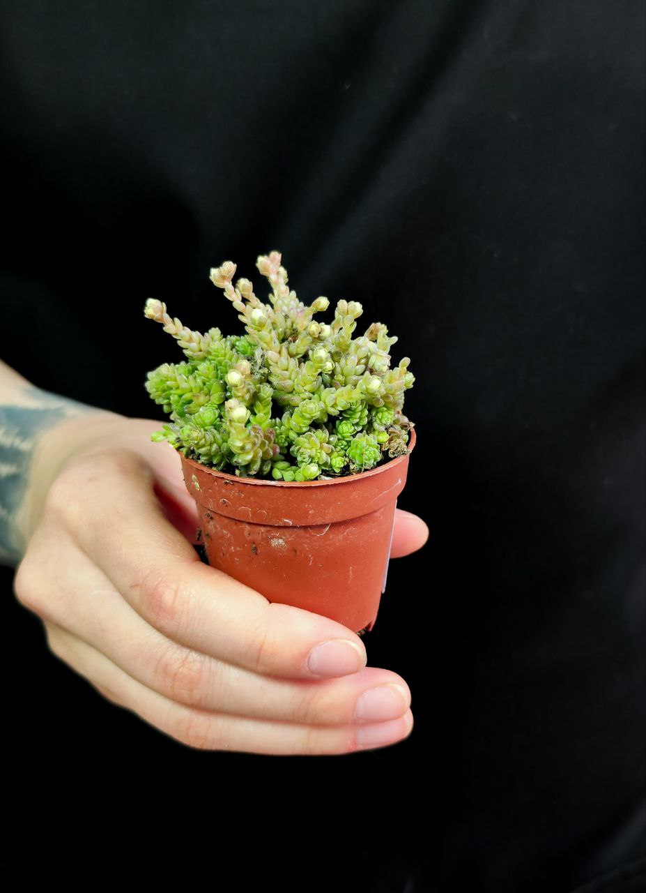 Монантес Муралис (Monanthes Muralis) D5см