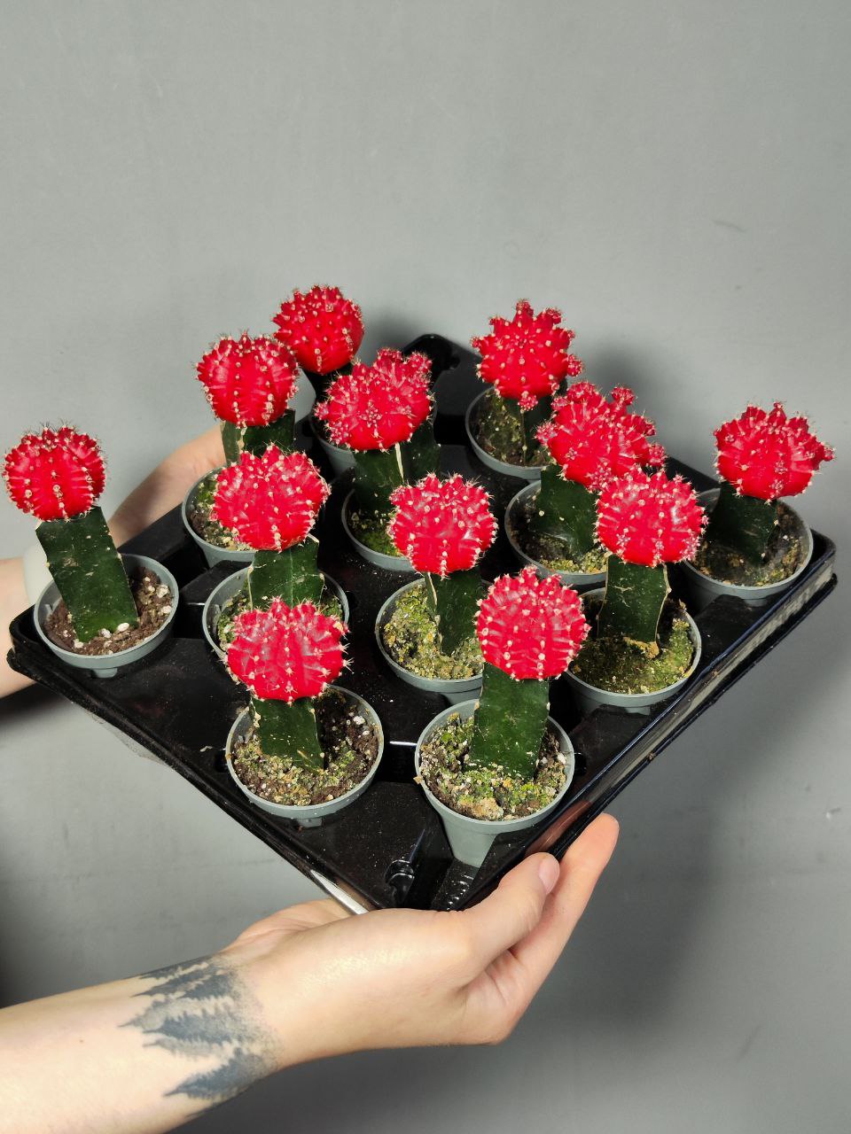 Кактус Гимнокалициум Михановича Красный (Gymnocalycium Mihanovichii Red) D5см
