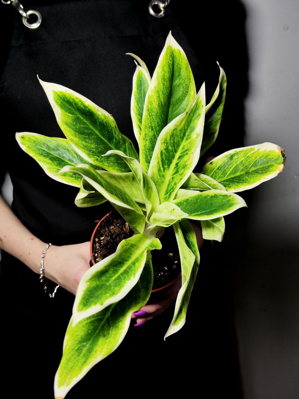 Аглаонема Липстик Грин (Aglaonema Lipstick Green) D12см