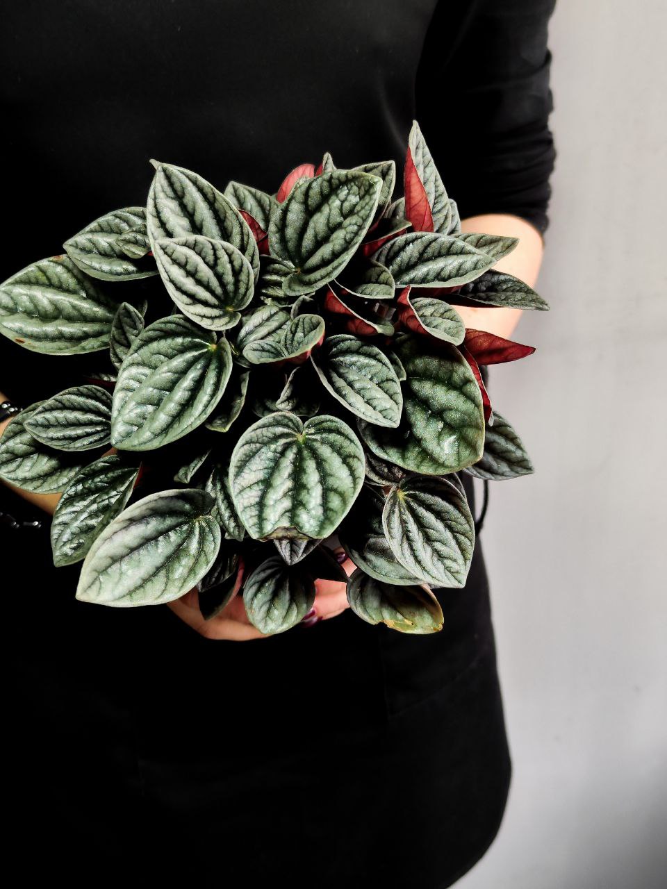 Пеперомия Каракас (Peperomia Caperata Caracas) D11см