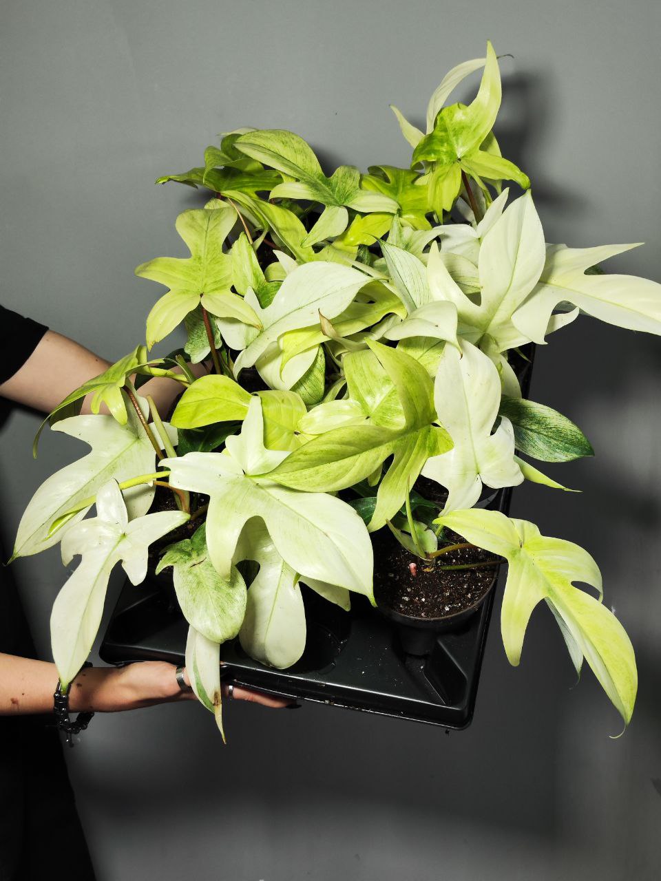 Филодендрон Флоридский Призрак Вариегатный Минт (Philodendron Florida Ghost Mint Variegated) D11см