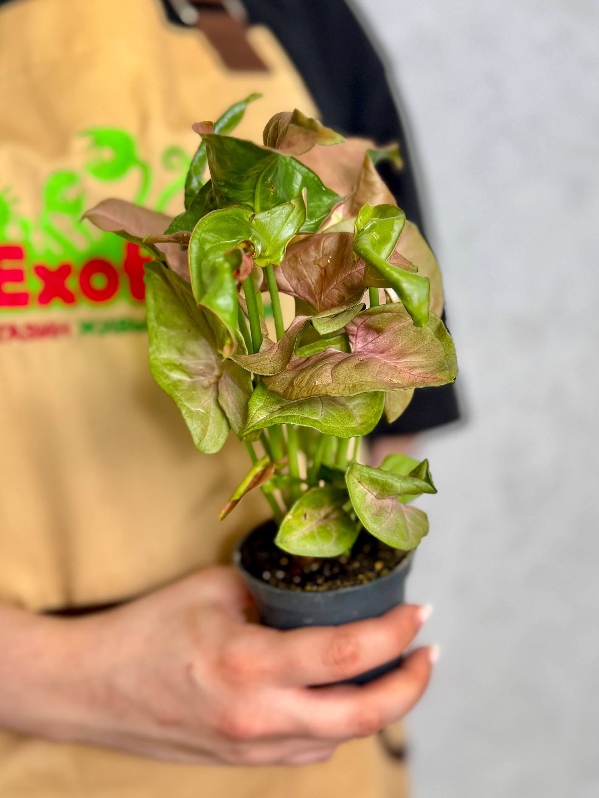 Сингониум Неон Робуста (Syngonium Neon Pobusta) D7см