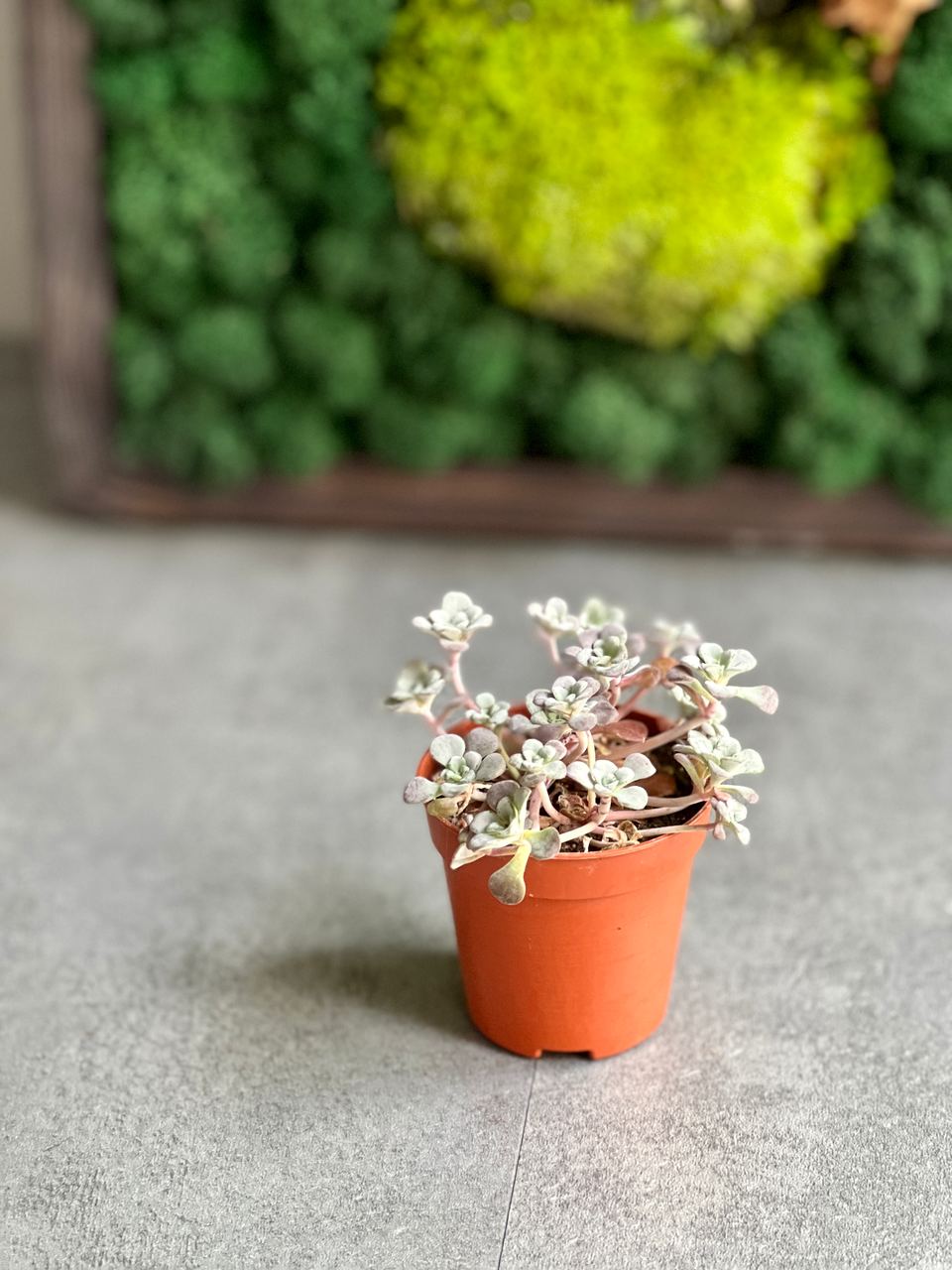 Седум Лопатчатолистный, или Пурпуреум (Sedum Purpureum) D5см