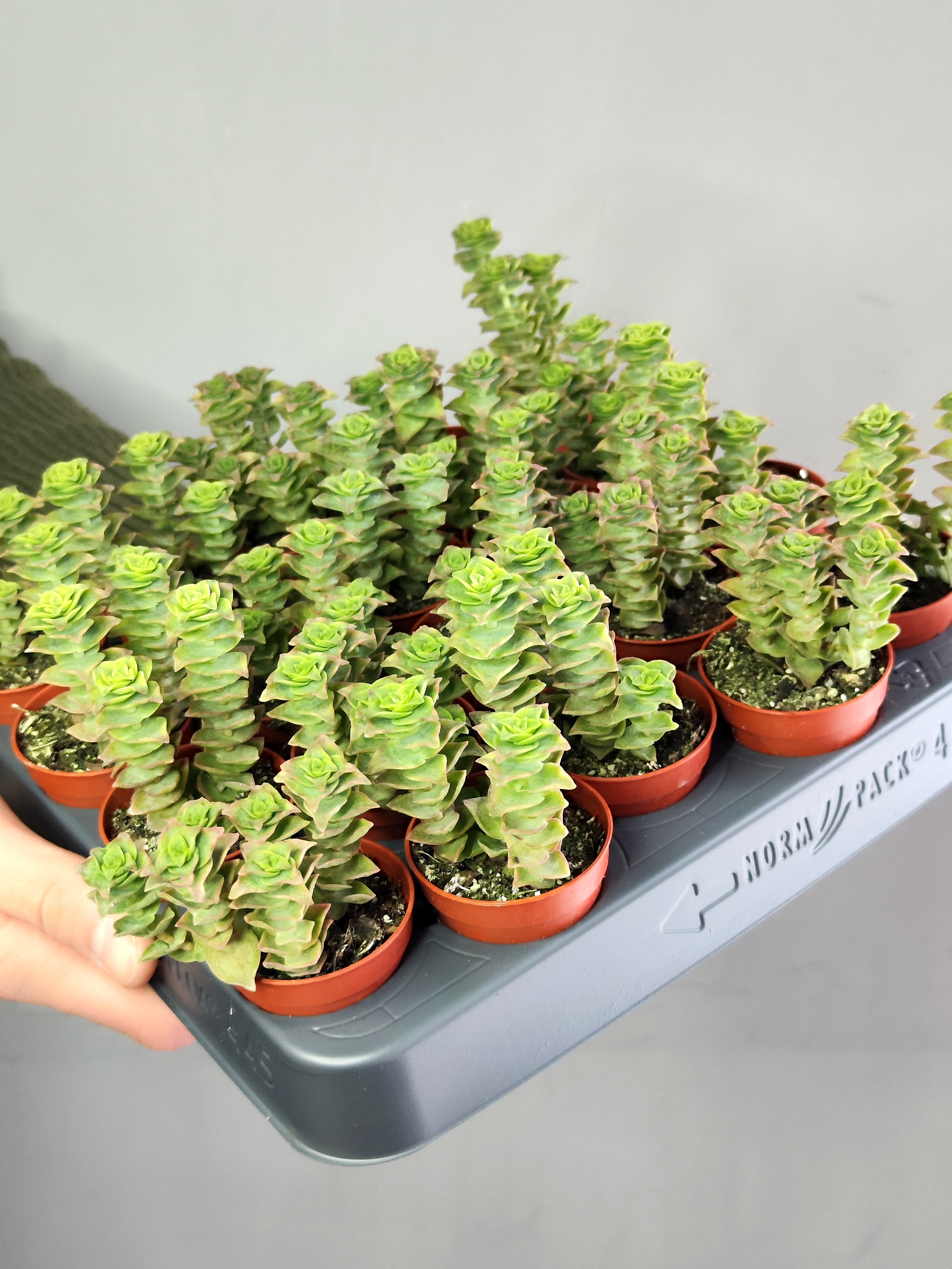 Крассула Перфората Недовариегата (Сrassula Perforata Variegata) D5см