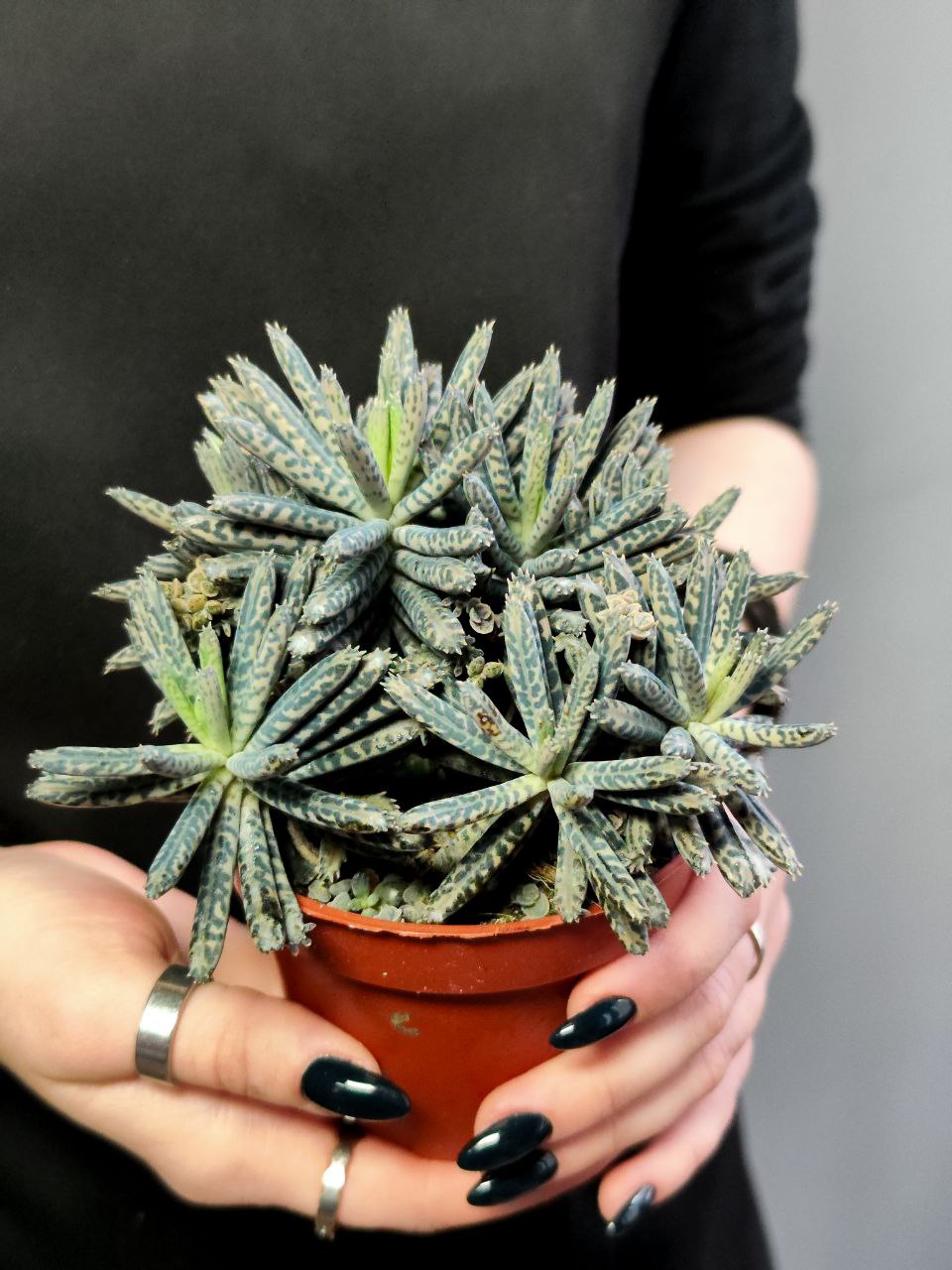 Каланхоэ Тубифлора, или Трубкоцветное (Kalanchoe Tubiflora) D8,5см