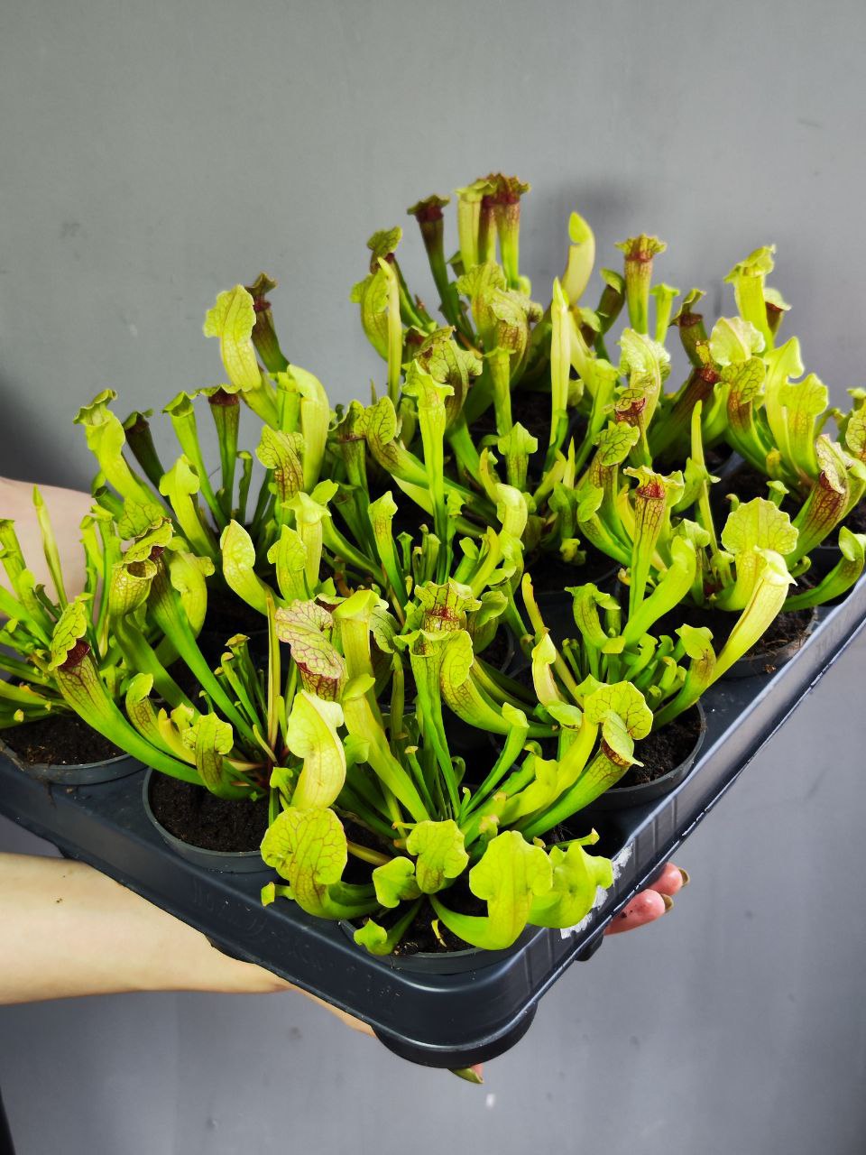 Саррацения Фиона (Sarracenia Philadelphia) D9см