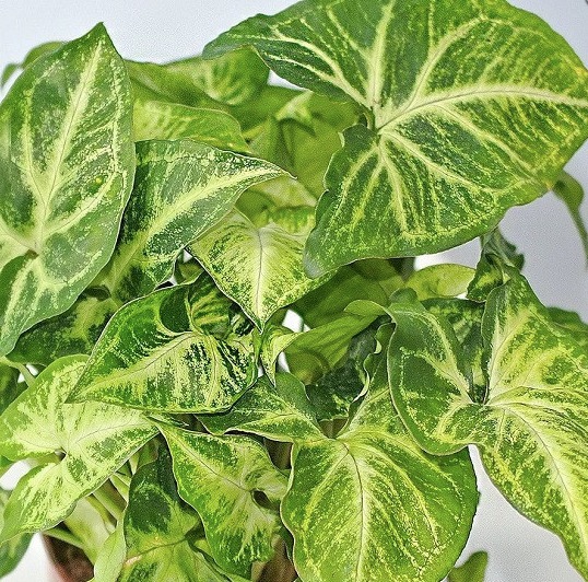 Сингониум Арроу (Syngonium Arrow) D6см