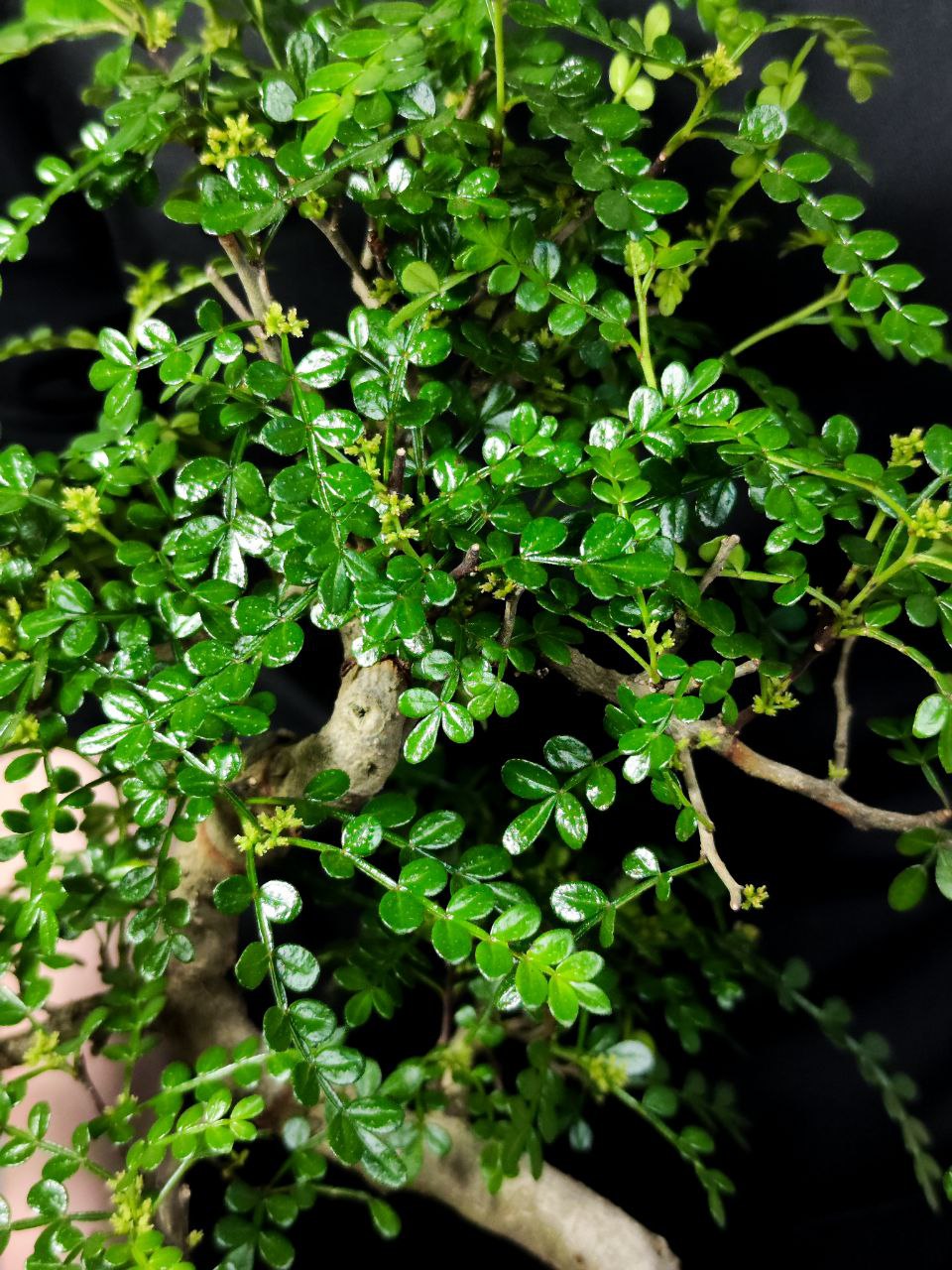 Бонсай Зантоксилум, Желтодревесник Извилистый (Bonsai Zanthoxylum)