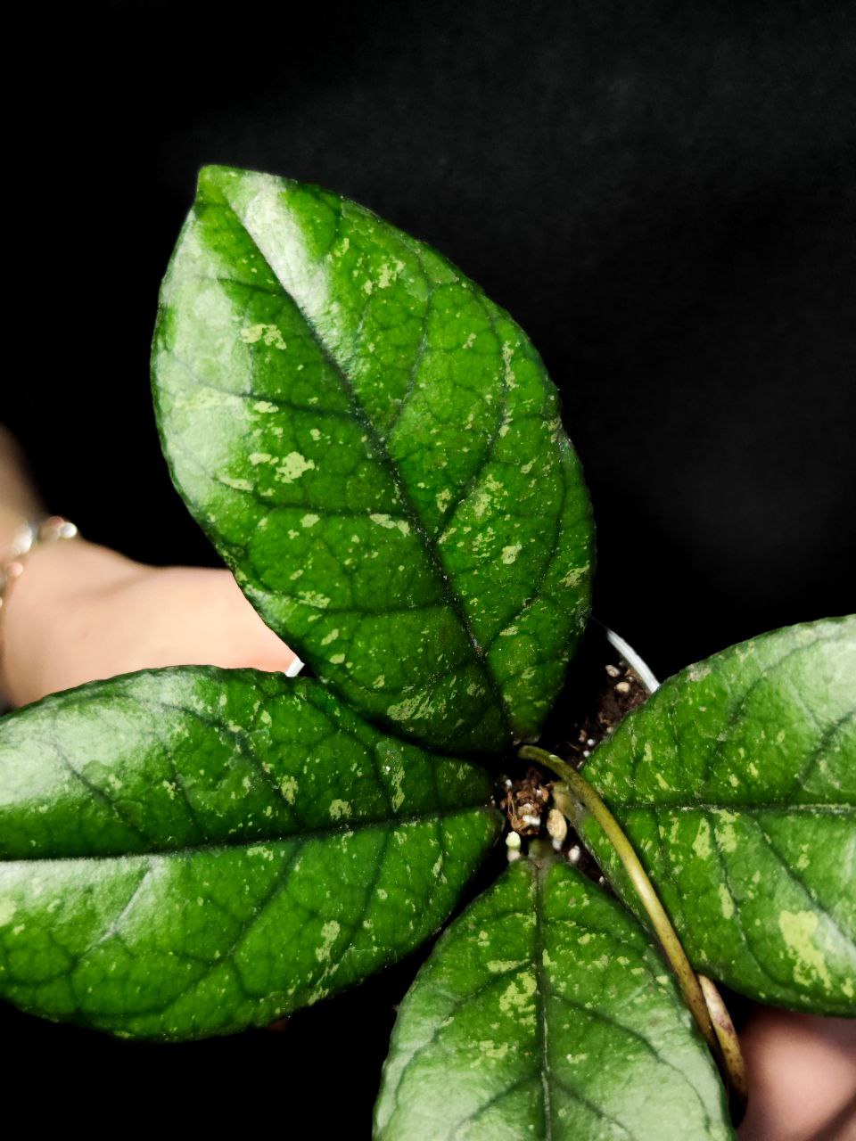 Хойя Каллистофилла Сплеш (Hoya Callistophylla Splash) D6см