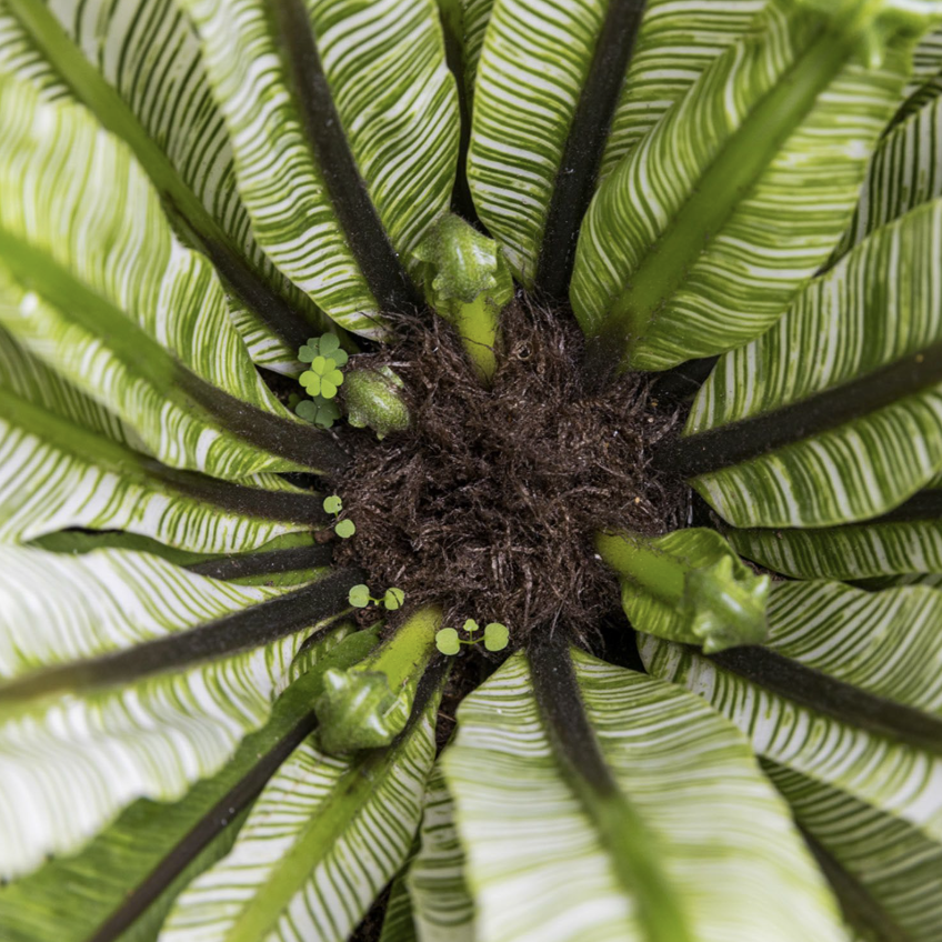 Асплениум Нидус Вариегатный (Asplenium Nidus Variegata) D9см