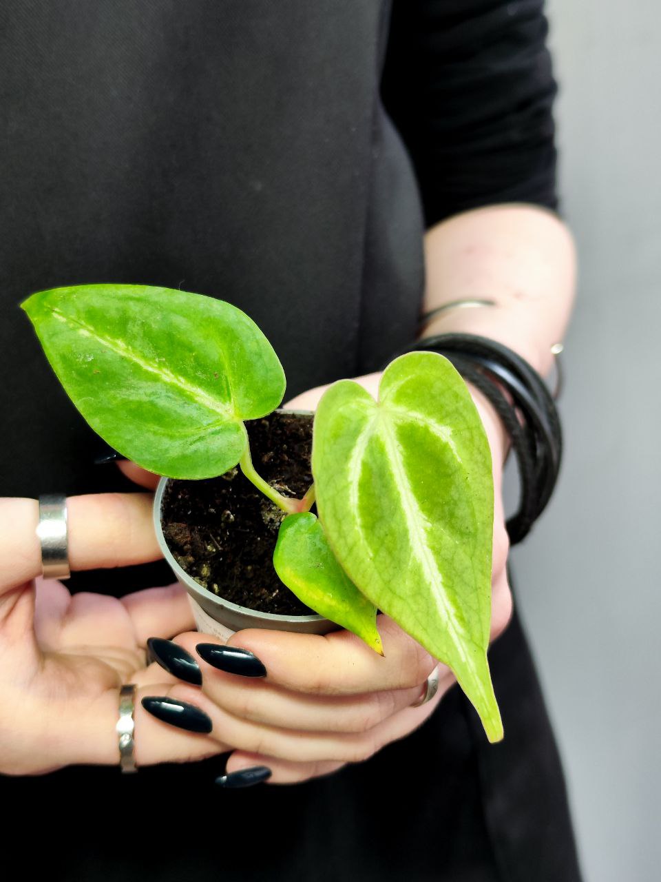 Антуриум Магнификум, или Великолепный (Anthurium Magnificum) D6см