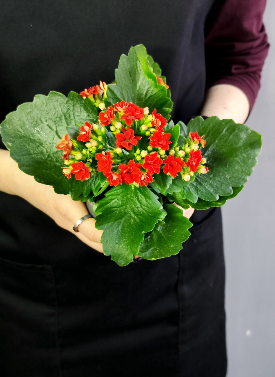 Каланхоэ Розалина Красная (Kalanchoe Rosalina Red) D9см