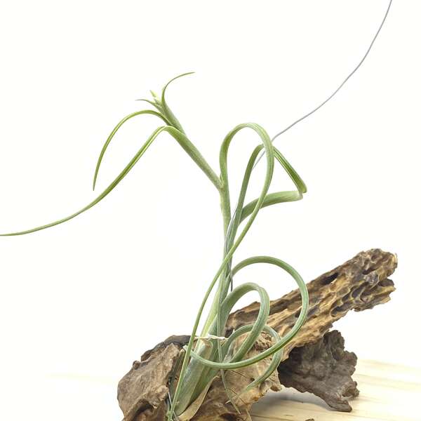 Тилландсия Интермедиа (Tillandsia Intermedia)