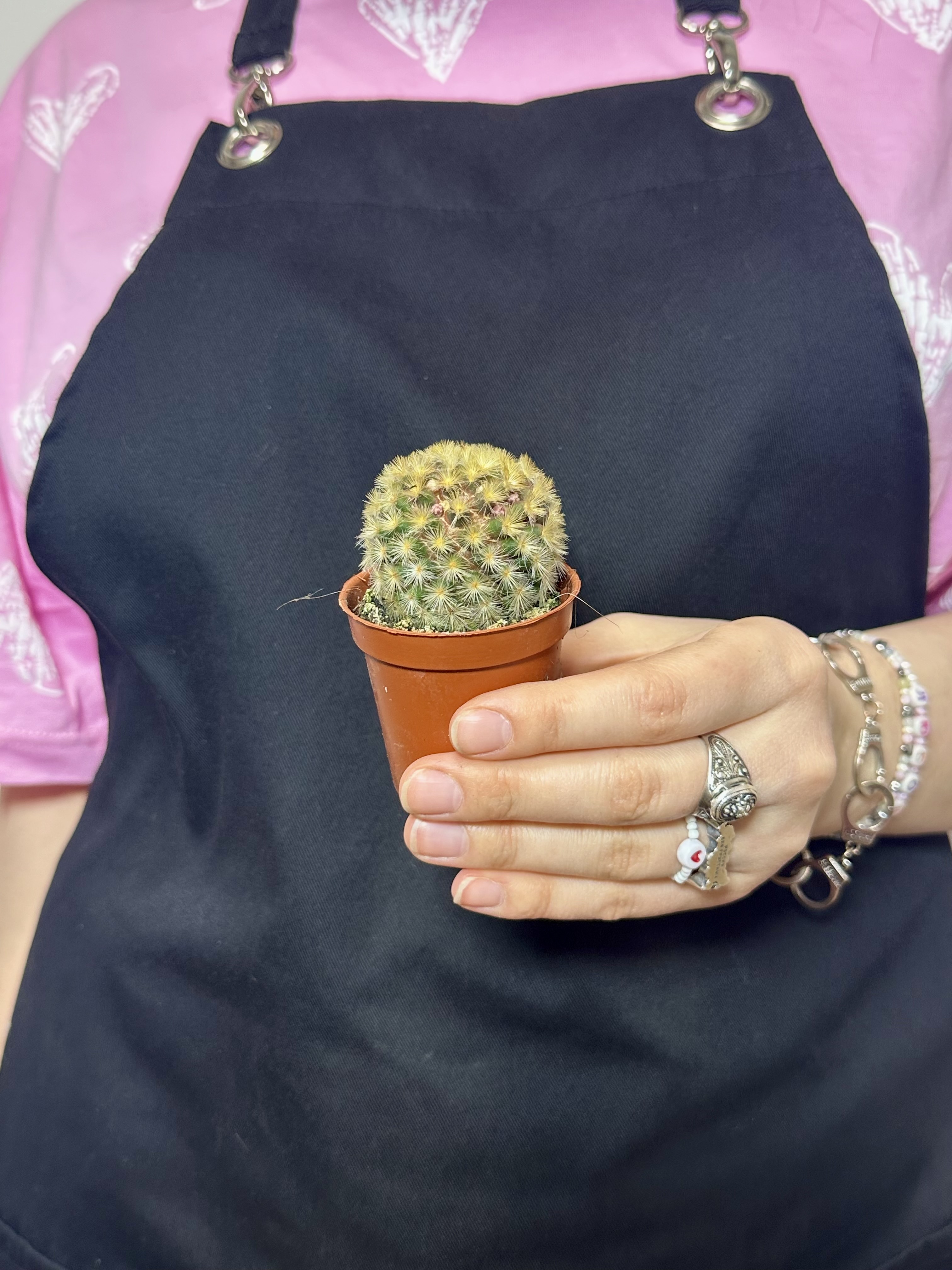 Маммиллярия Кармен Рубриспина (Mammillaria Carmenae Rubrispinus) D5см