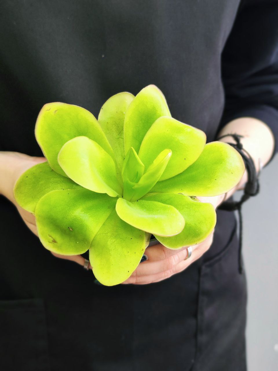 Жирянка Тина (Pinguicula Tina) D9см
