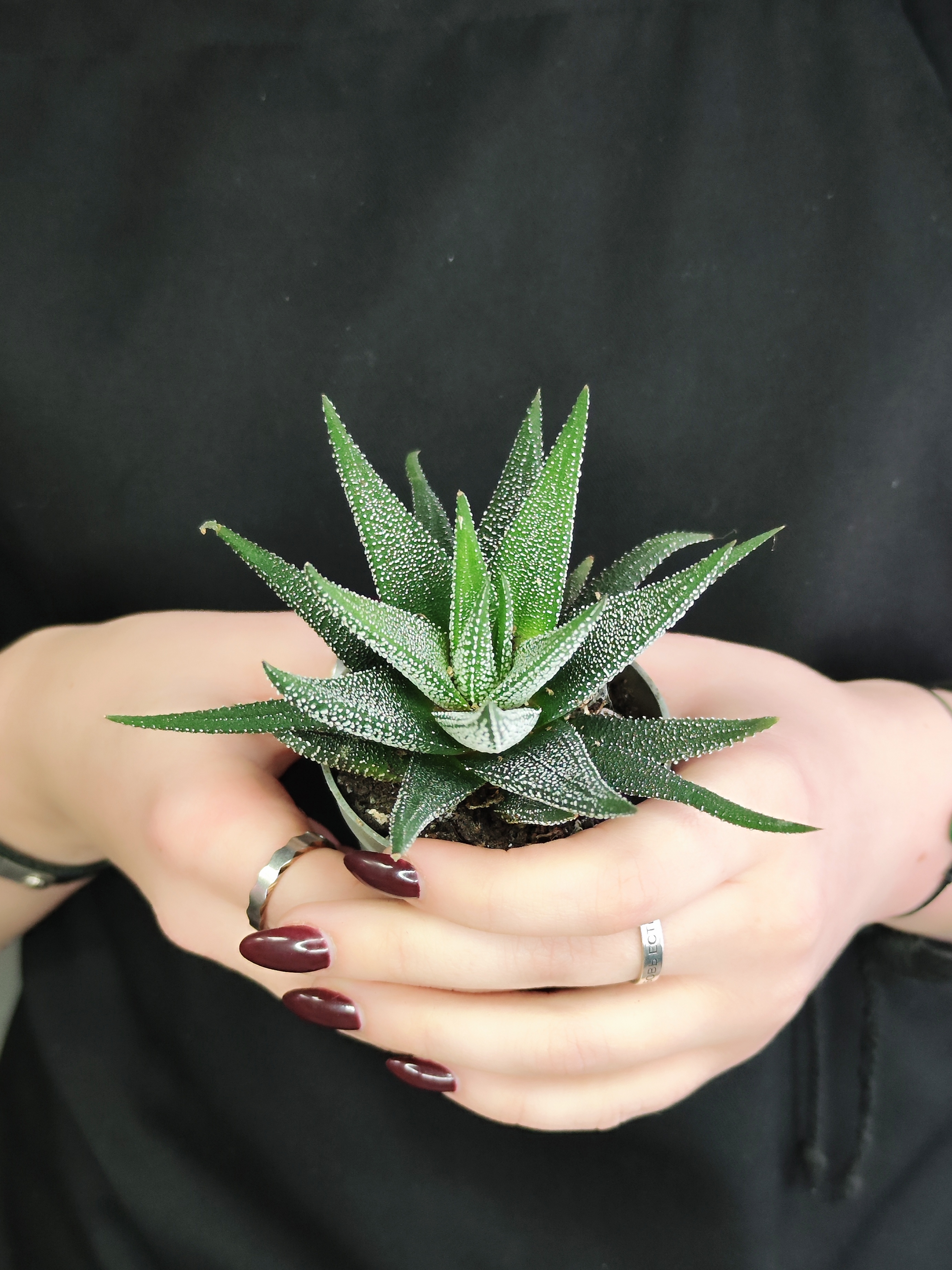 Хавортия Оттянутая, или Аттенуата (Haworthia Attenuata) D5см