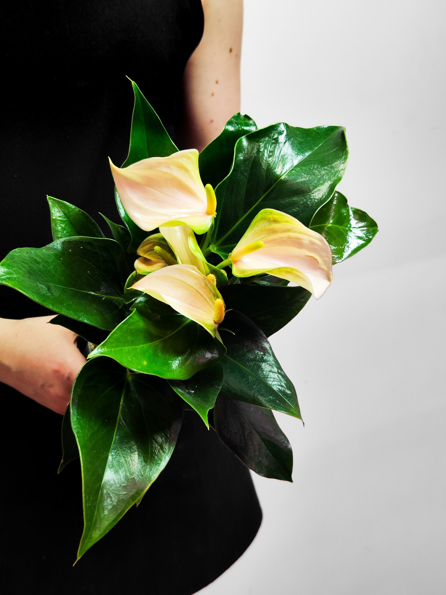 Антуриум Андреанум Джоли Пич (Anthurium Andreanum Joli Peach) D9см