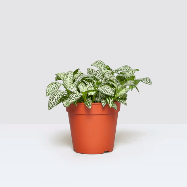 Фиттония Белая Форест Флейм (Fittonia White Forest Flame) D8,5см