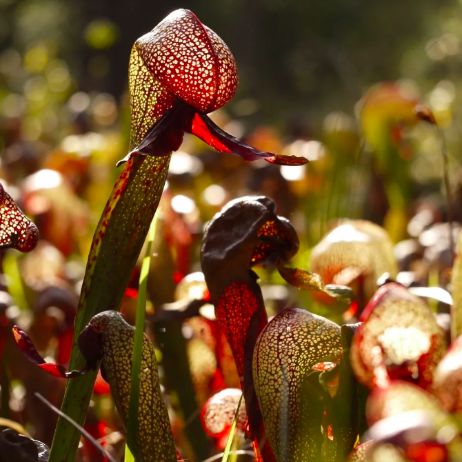 Дарлингтония Калифорнийская (Darlingtonia Californica) D9см