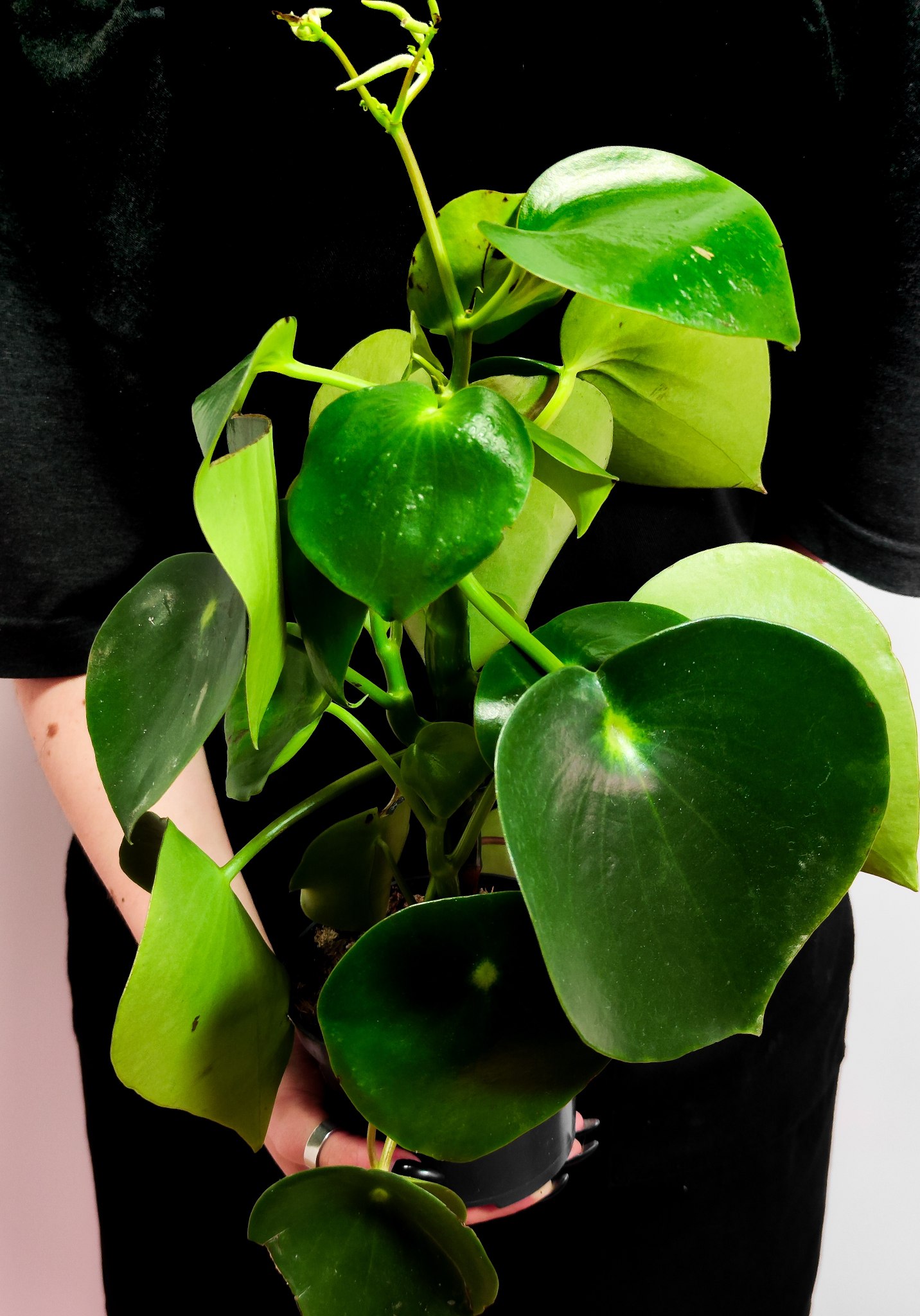 Пеперомия Рейндроп (Peperomia Polybotrya Raindrop) D12см