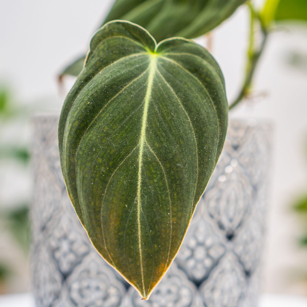 Филодендрон Меланохризум (Philodendron Melanochrysum) D6см