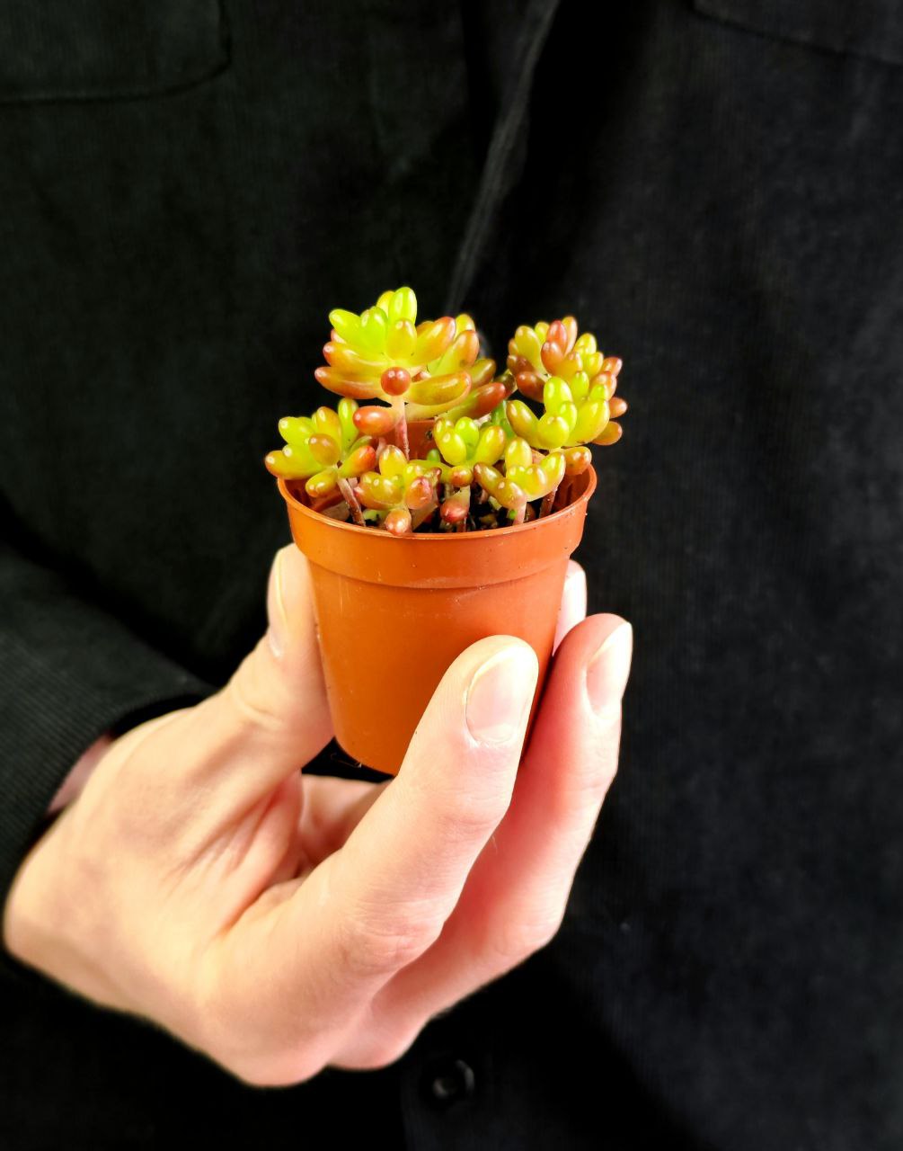Седум Рубротинктум Аврора (Sedum Rubrotinctum Aurora) D5см