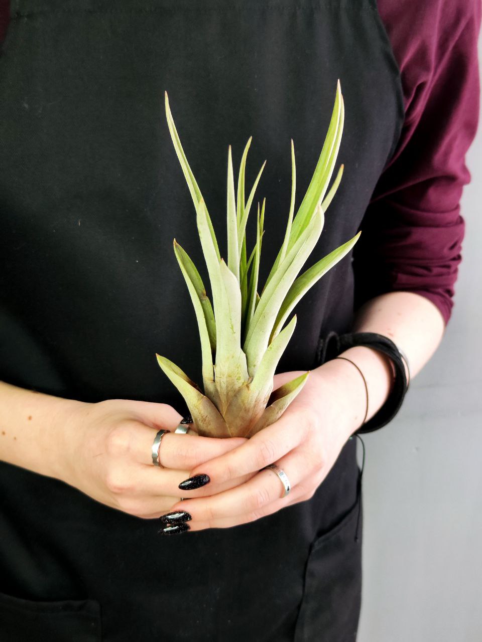 Тилландсия Фасцикулята XL (Tillandsia Fasciculata)