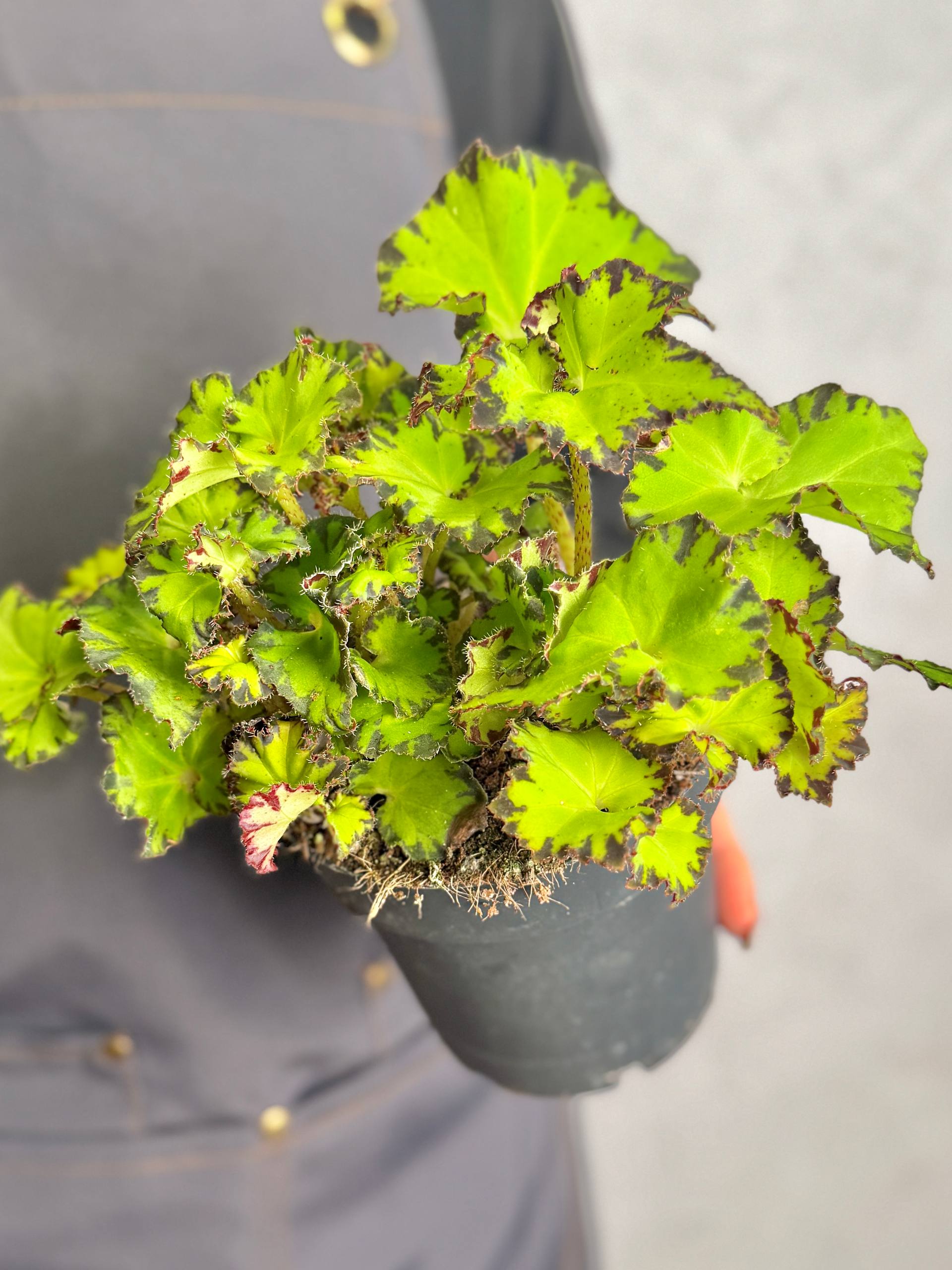Бегония Рекс Ред Джайв (Begonia Rex Red Jive) D12см