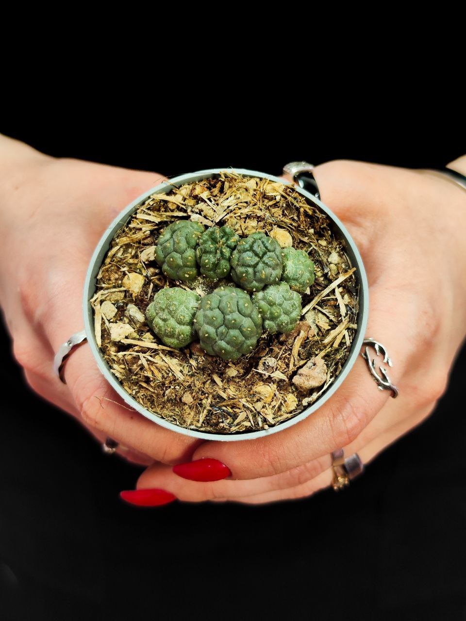 Кактус Пуна Инермис (Cactus Puna Bonnieae Inermis) D6,5см