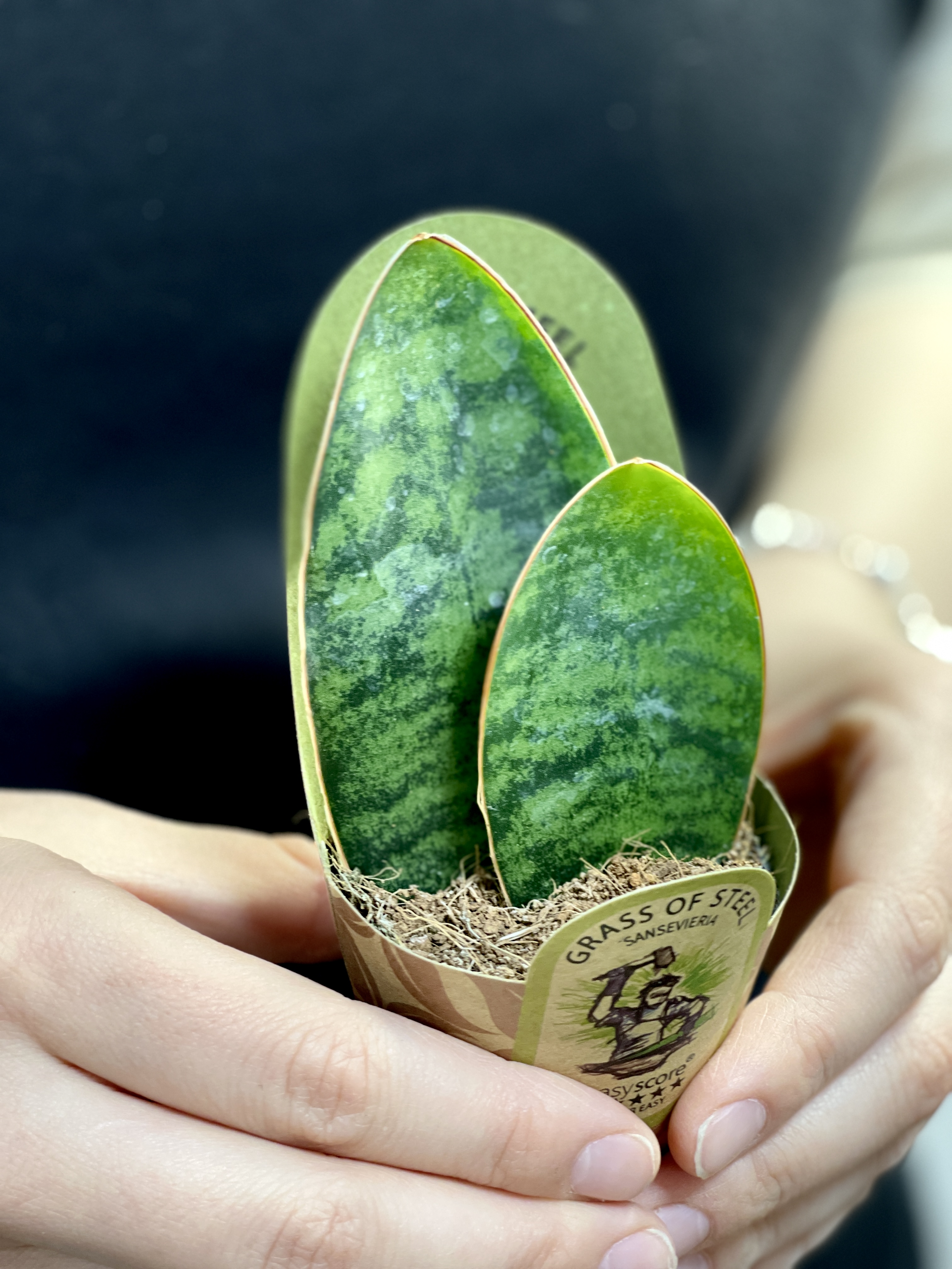 Сансевиерия Масониана Дабл (Sansevieria Masoniana Double) D6см