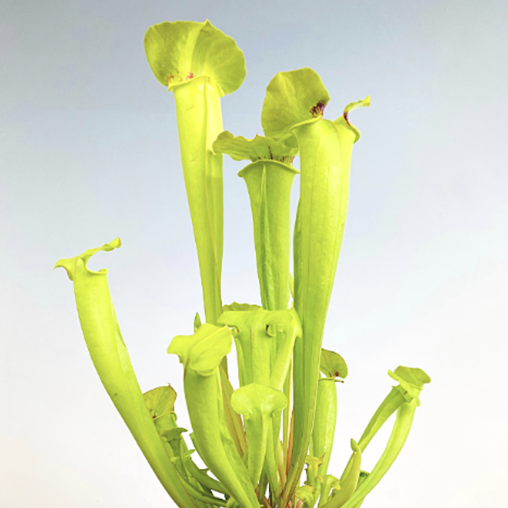 Саррацения Флава Гигантея (Sarracenia Flava Gigantea) D9см