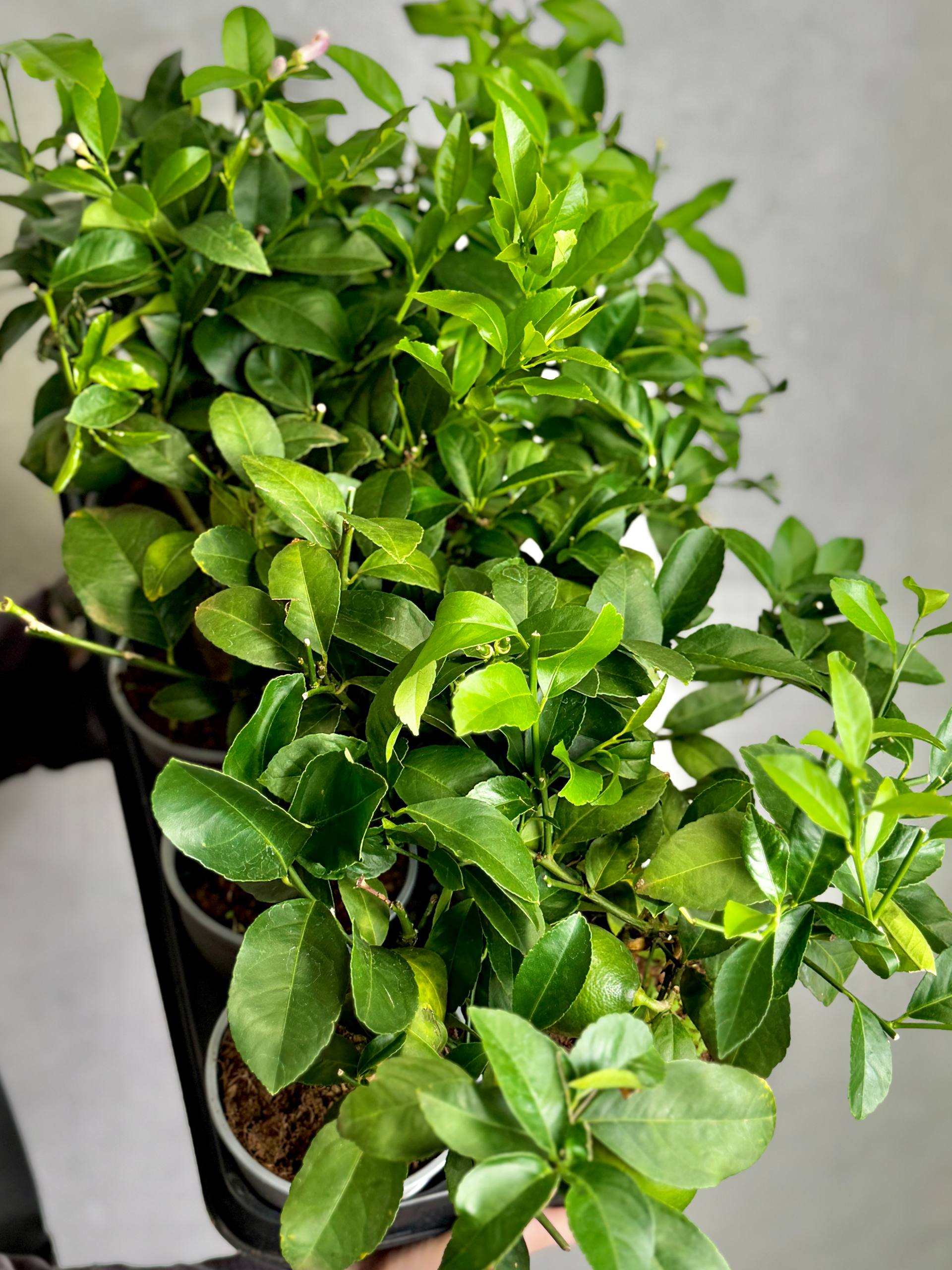 Лимонное Дерево (Citrus lemon on stem) D12см