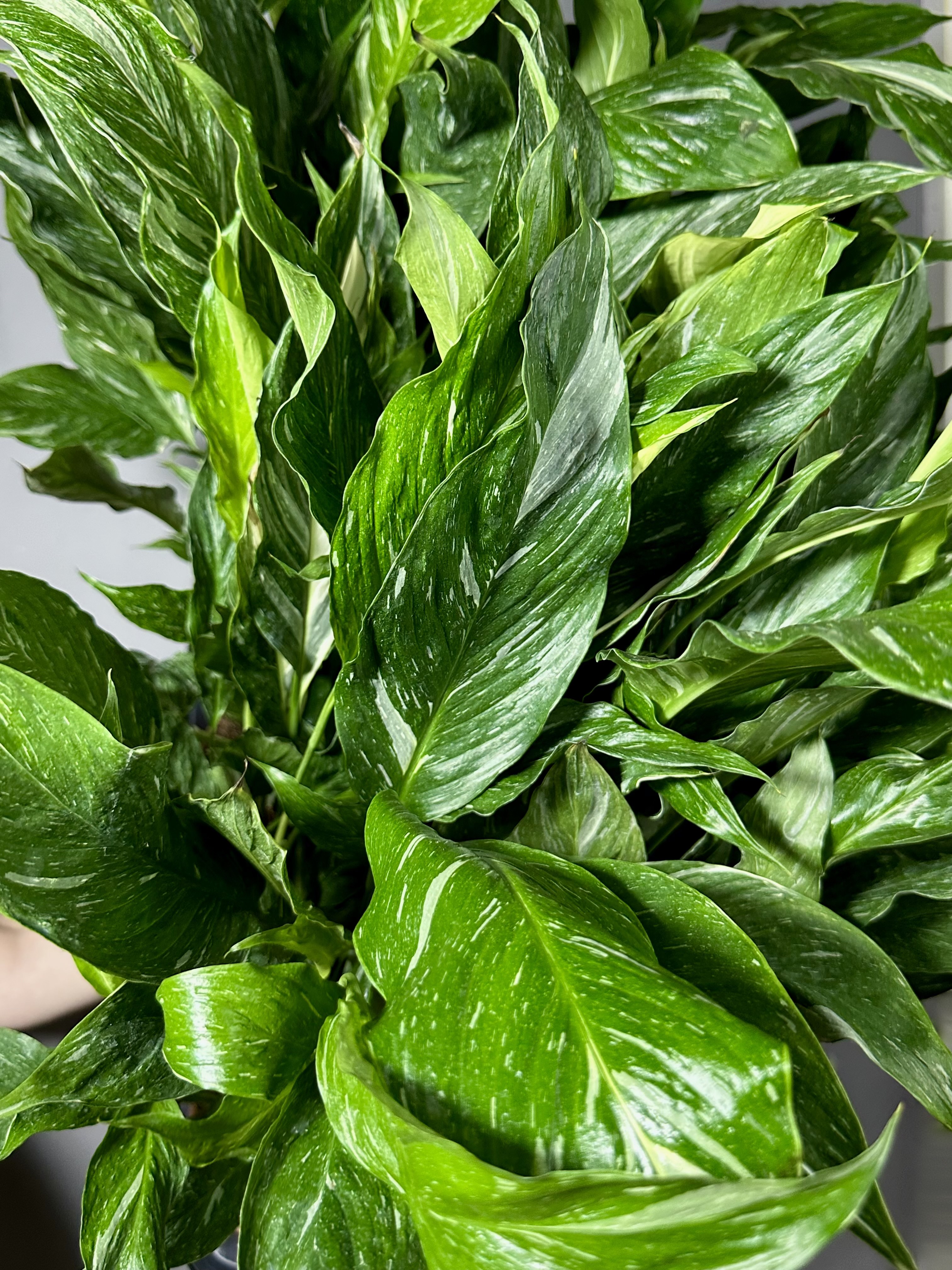 Спатифиллум Вариегатный Даймонд (Spathiphyllum Diamond Variegated) D12см
