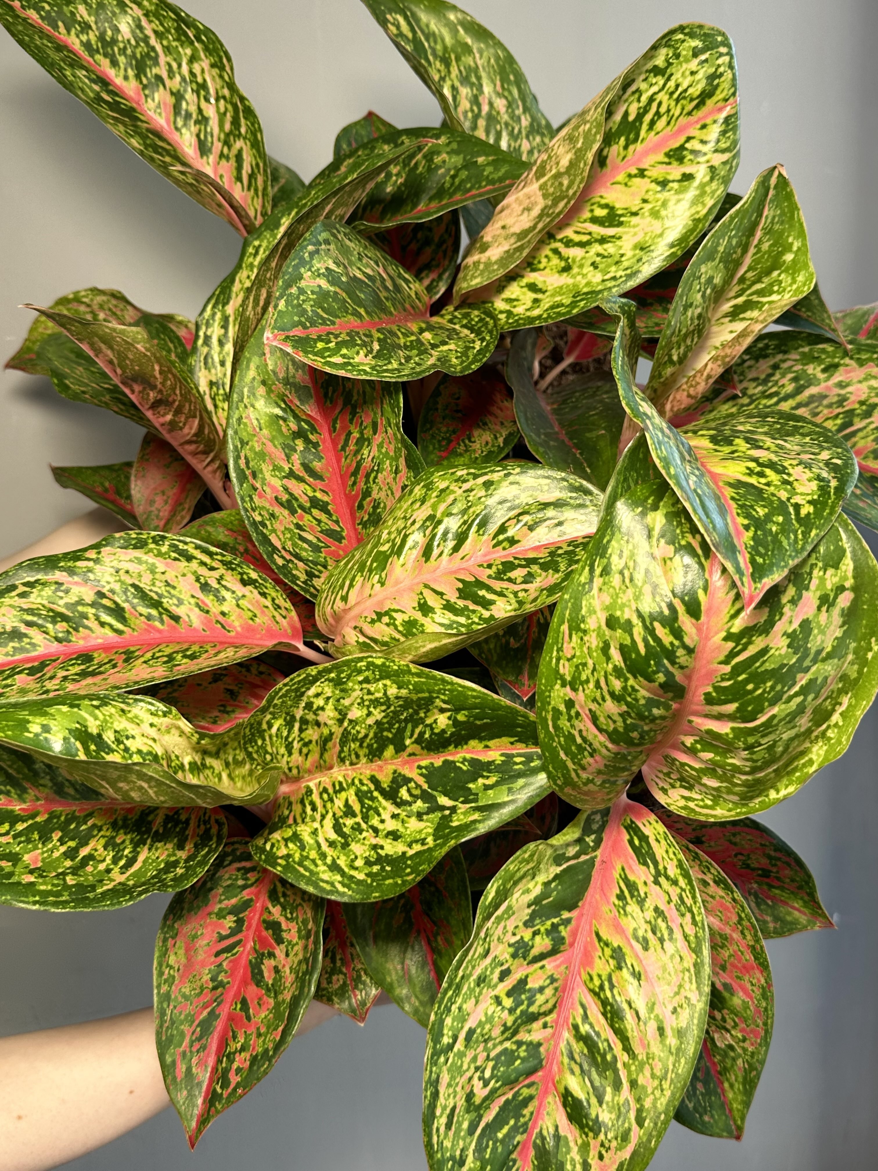 Аглаонема Личи Ред (Aglaonema Lychee Red) D12см