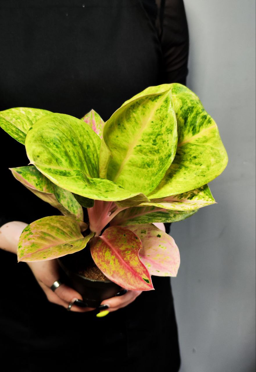 Аглаонема Эпл Фэнтези (Aglaonema Apple Fantasy) D12см