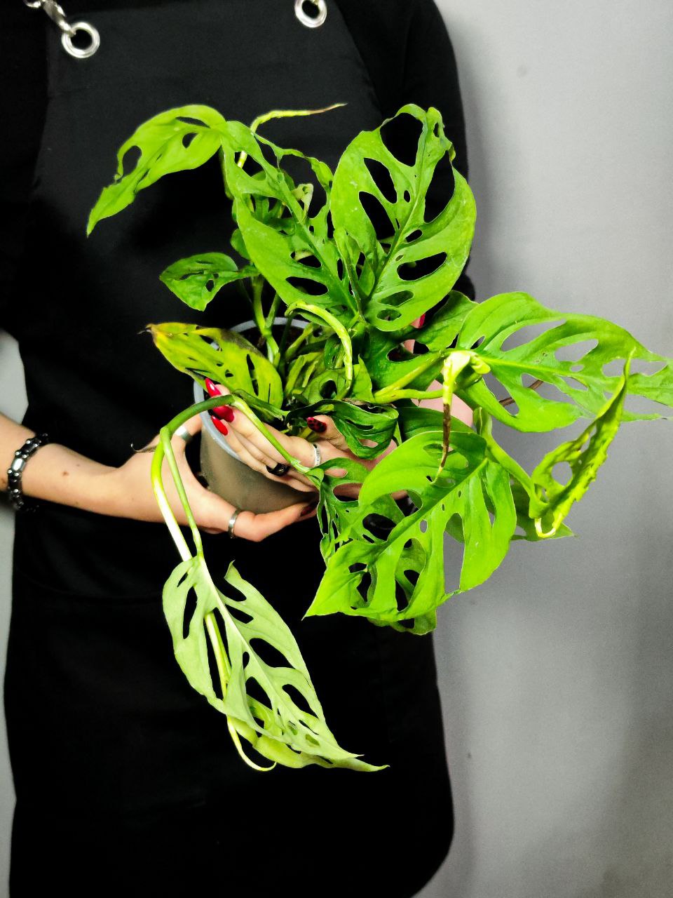 Монстера Акумината (Monstera Acuminata) D12см