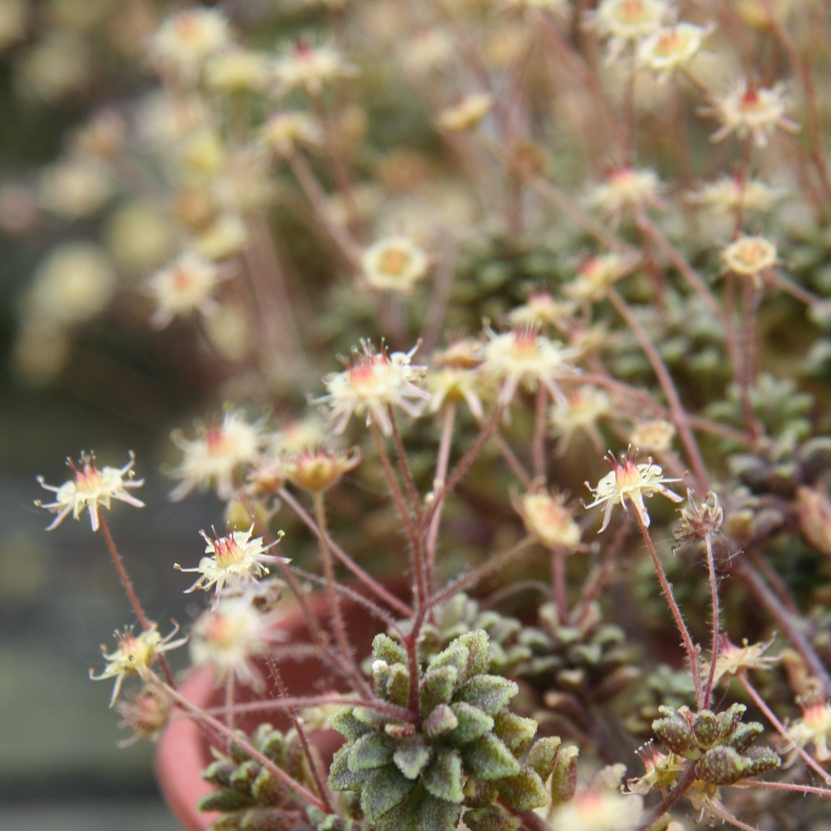 Монантес Муралис (Monanthes Muralis) D5см