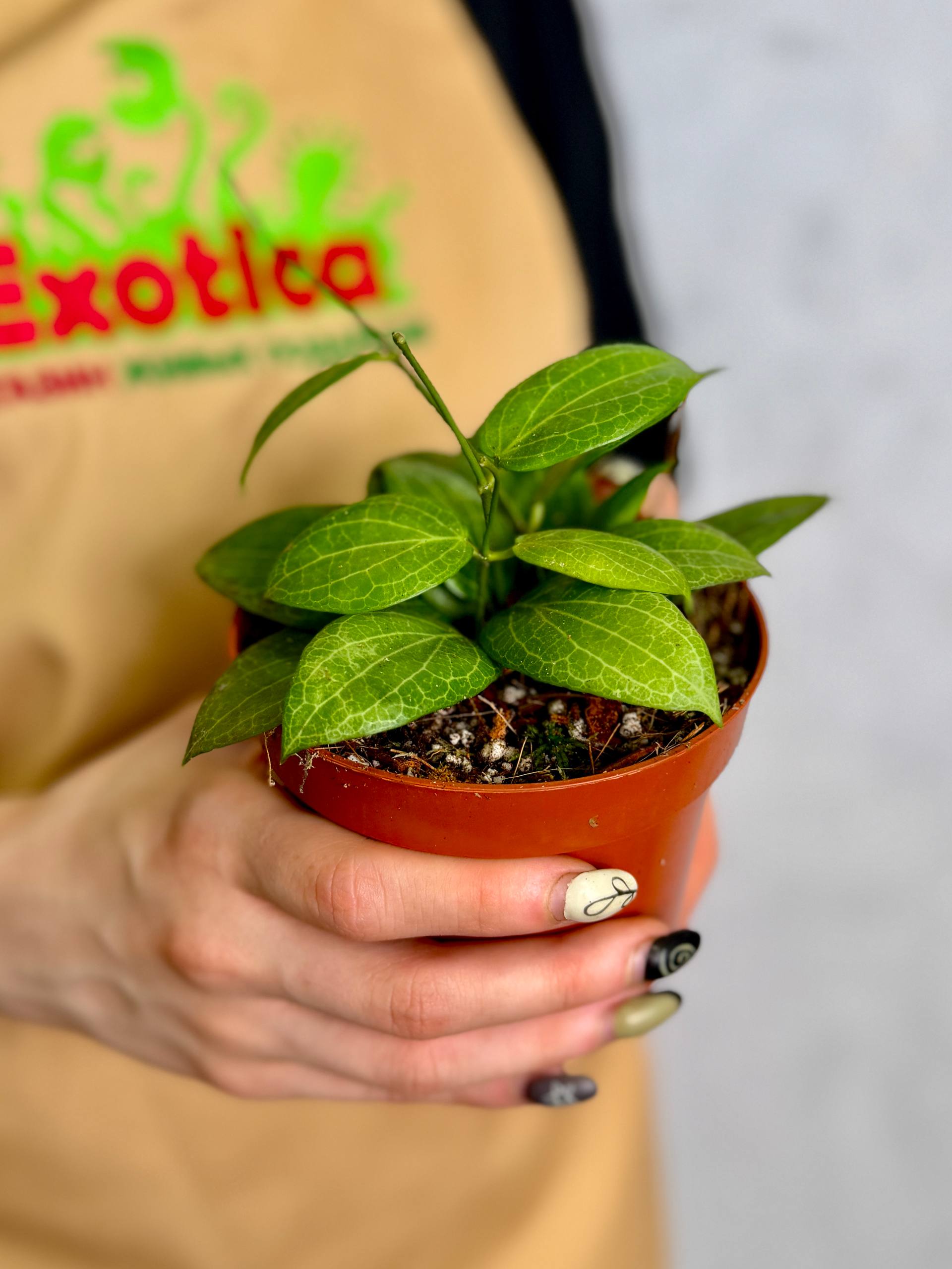 Хойя Фитчи (Hoya Fitchii) D10см