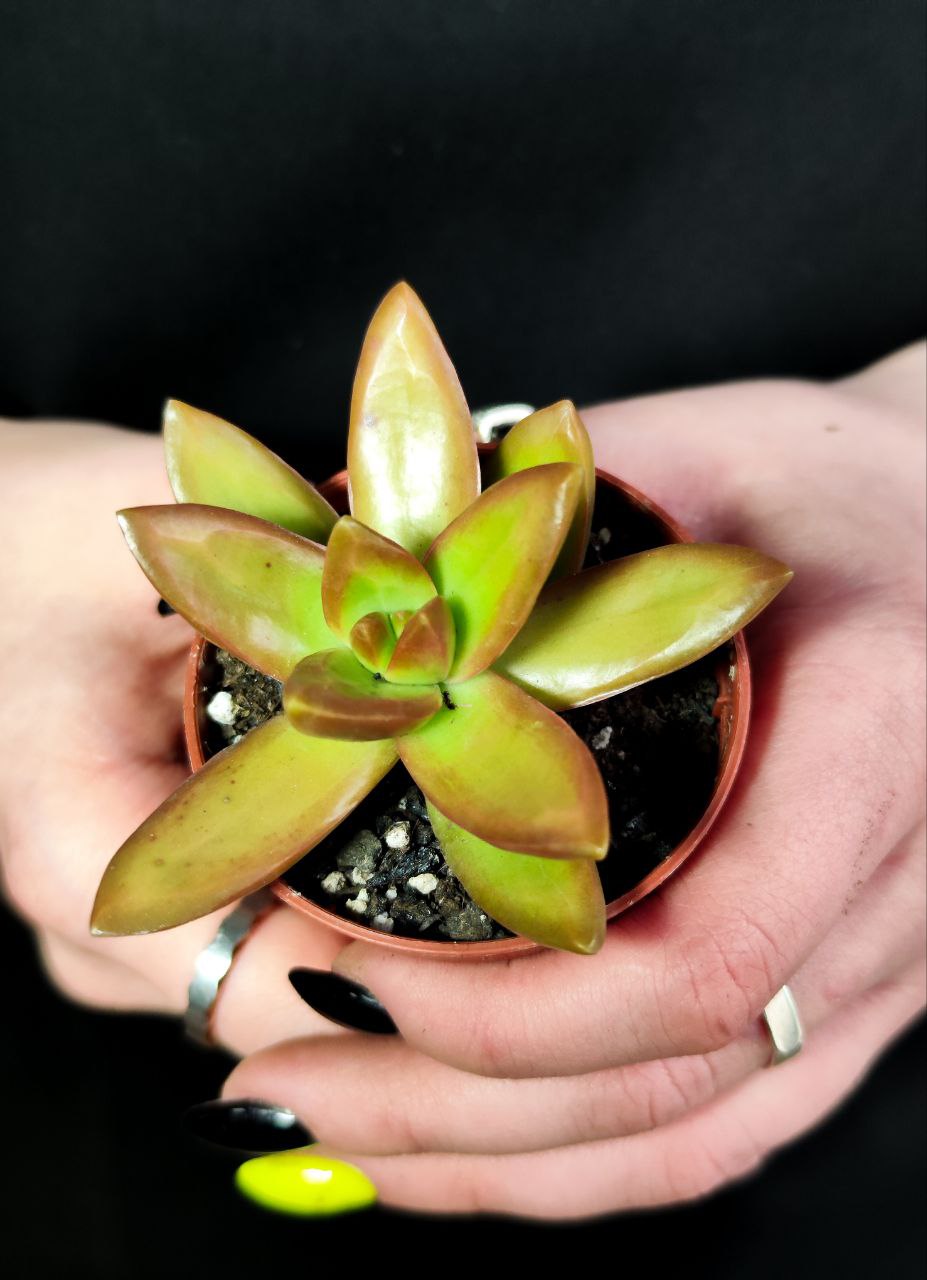 Седум Нуссбаумера (Sedum Nussbaumerianum) D5см