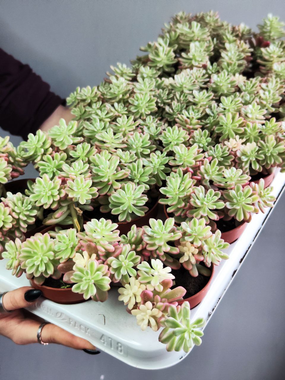 Седум Джойс Таллоч (Sedum Joyce Tulloch) D8см