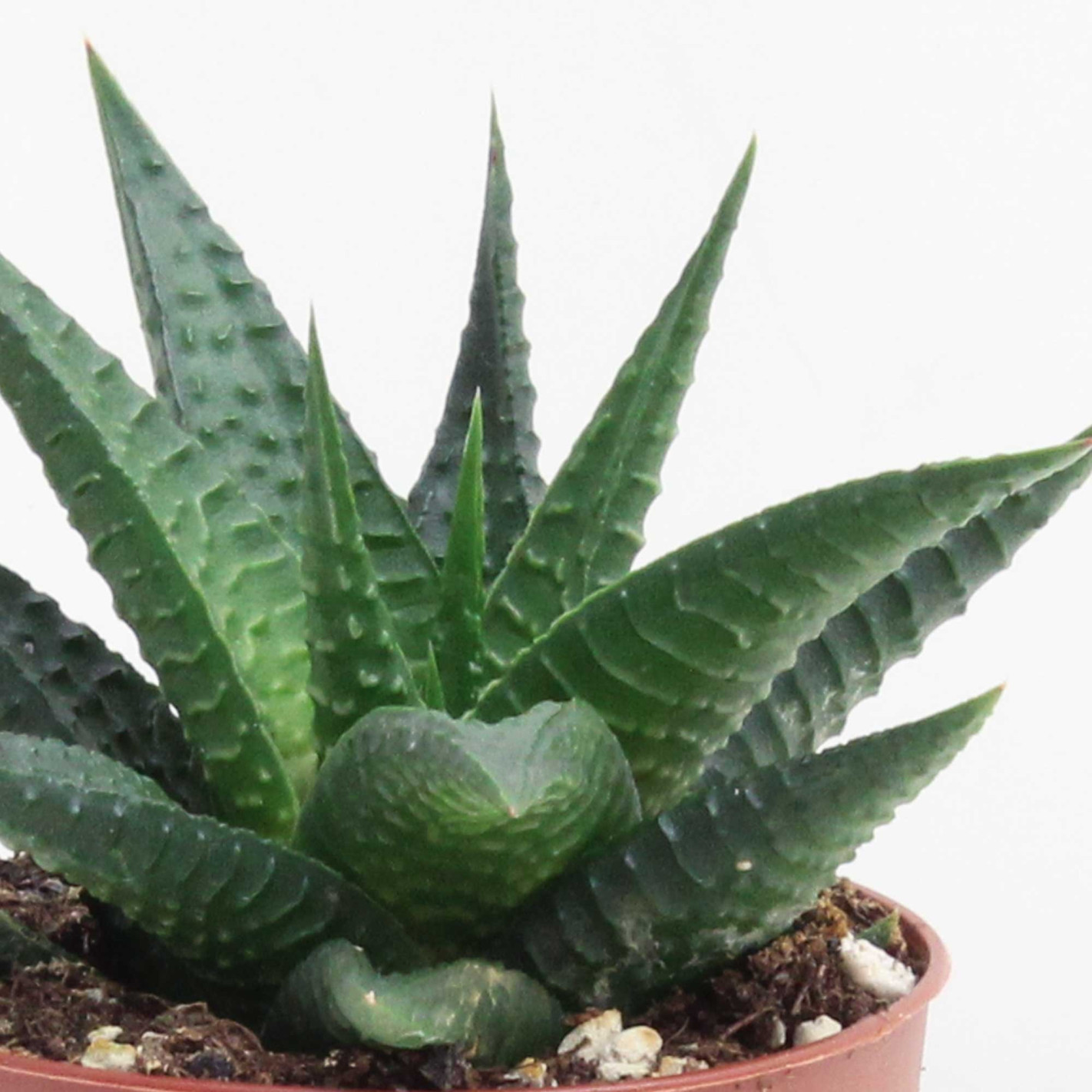 Хавортия Лимифолия (Haworthia Limifolia) D5см